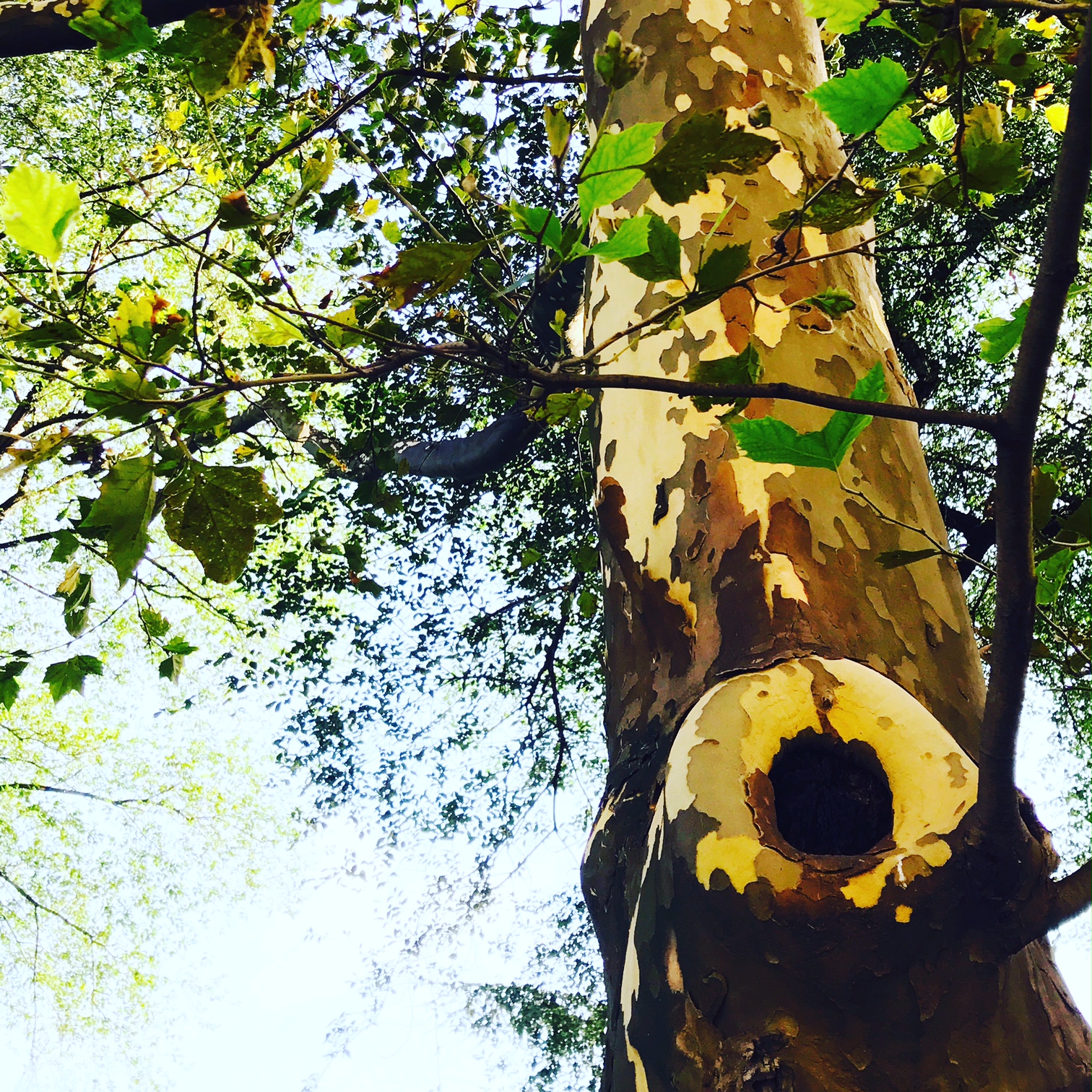 Sycamore Tree near Central Park