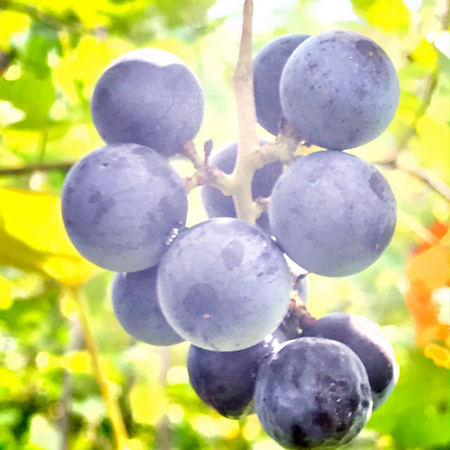 Wild Grapes