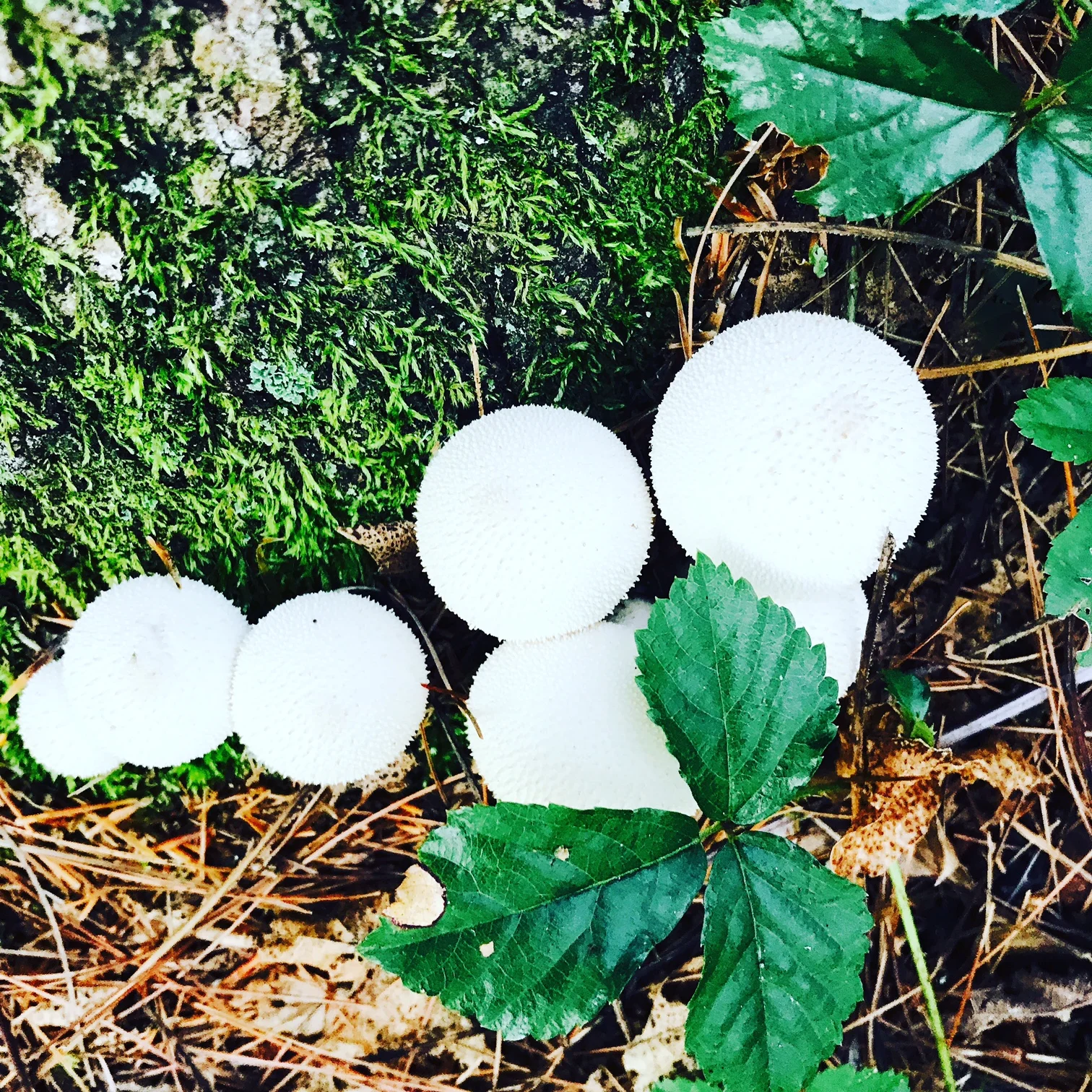 Mushrooms