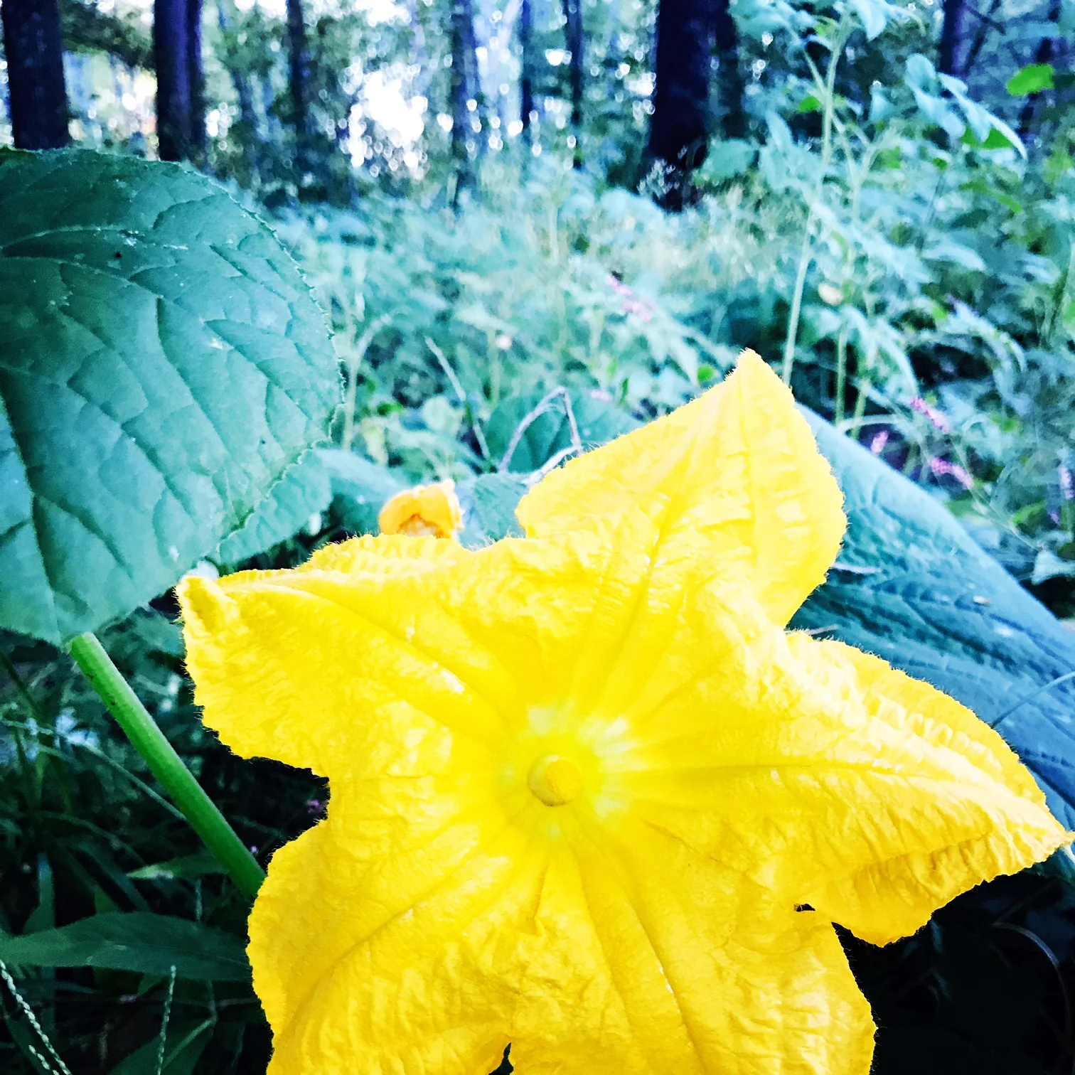 Rogue Squash Blossom