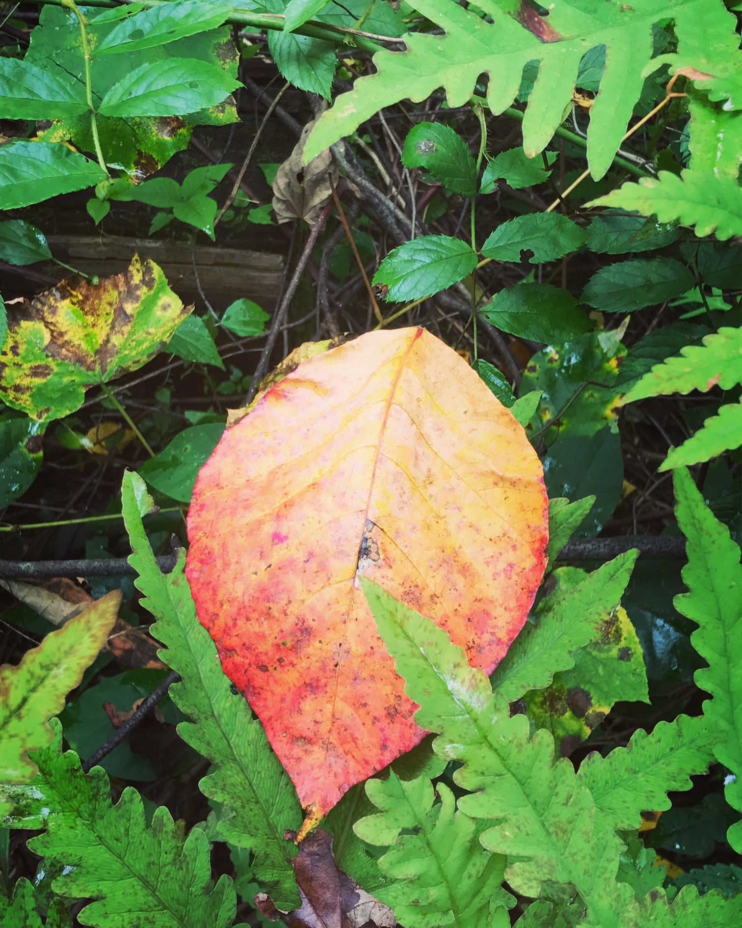 leaf and ferns.JPG