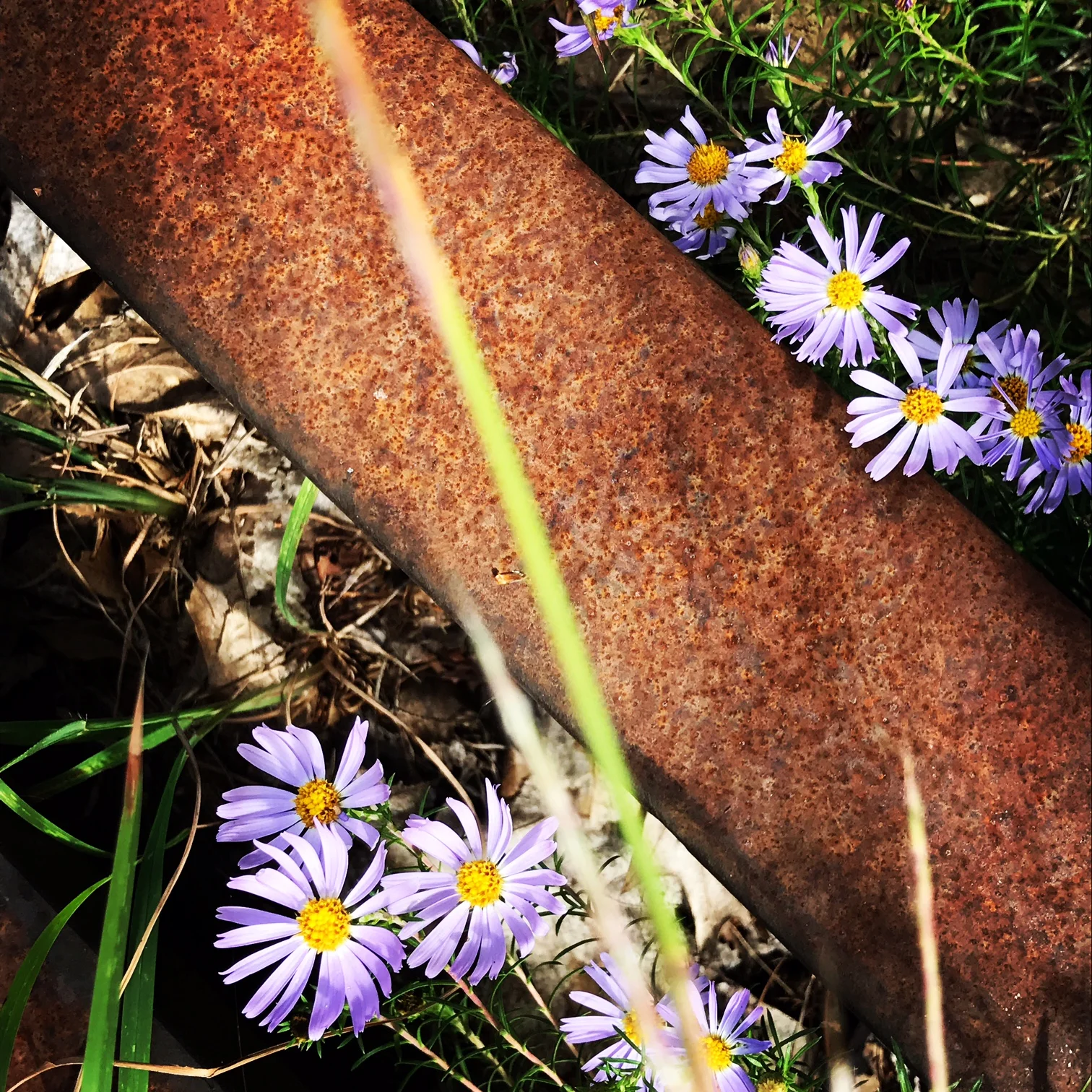 rail and flowers.JPG