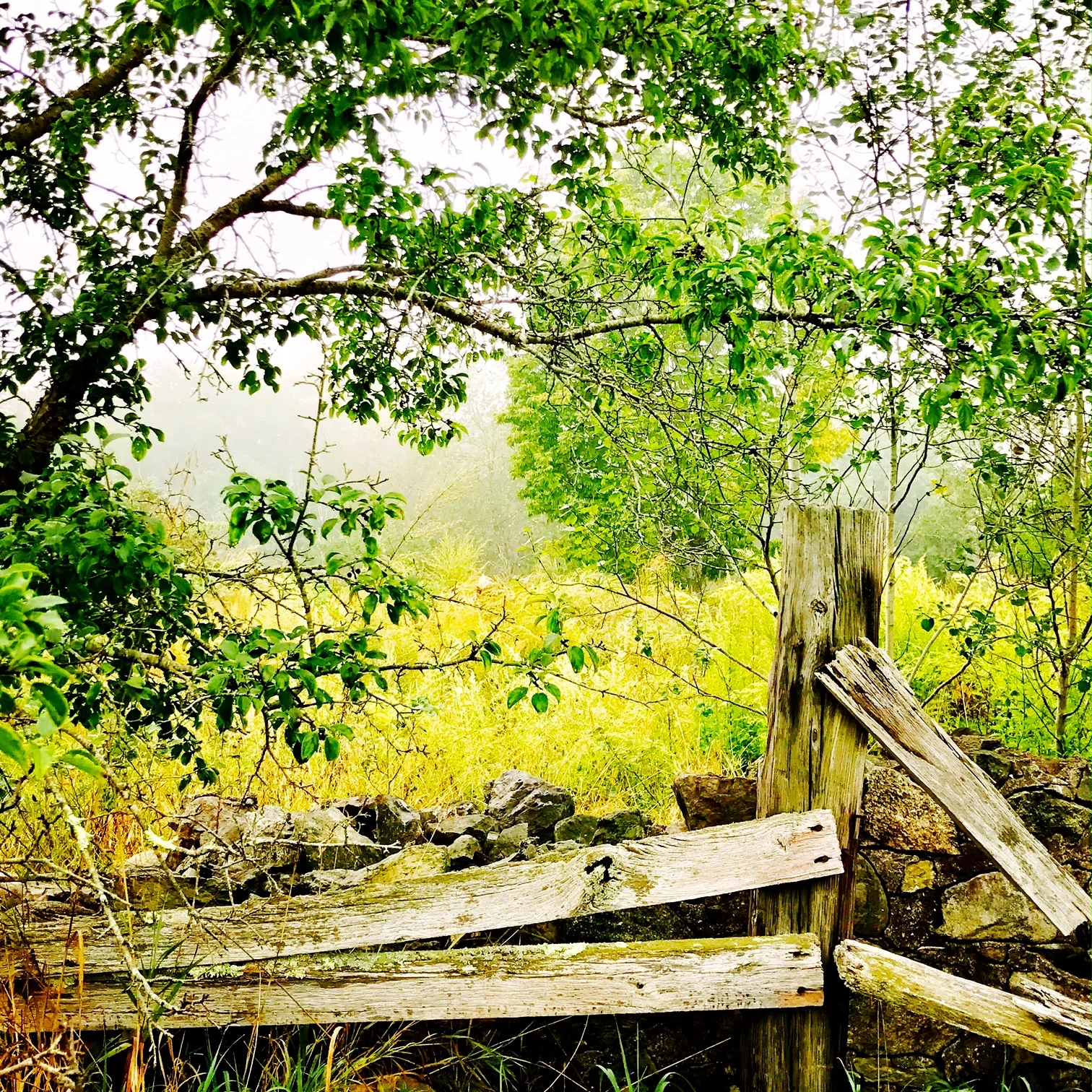 Broken Fence