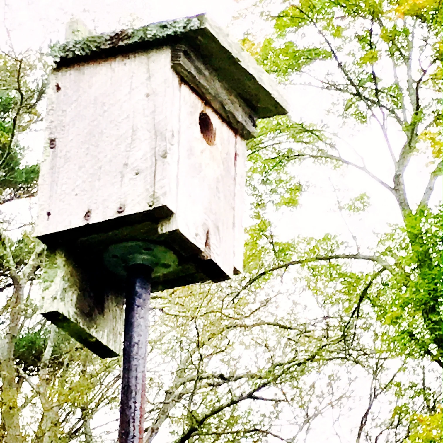 birdhouse.JPG