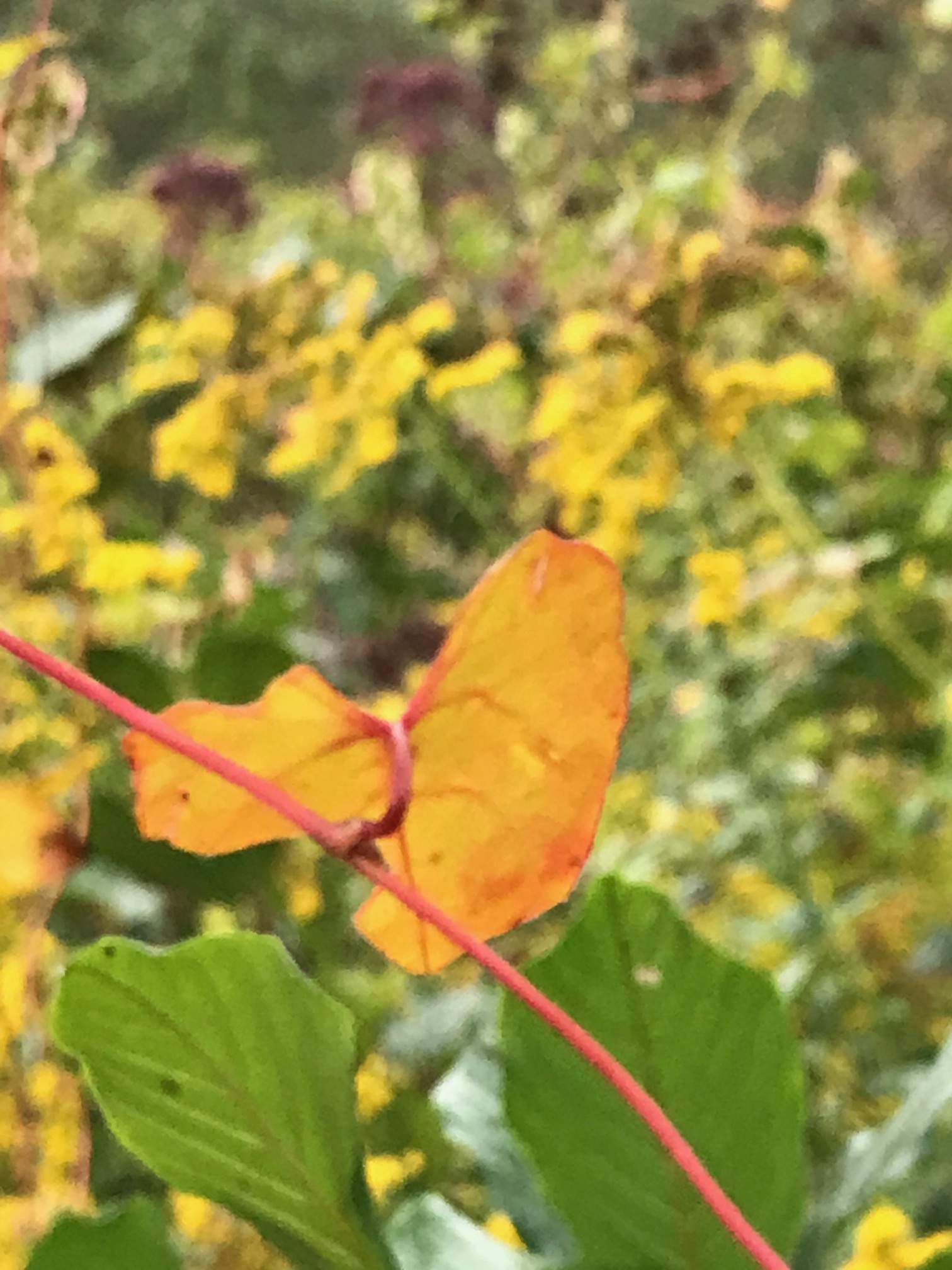 yellow leaf.JPG