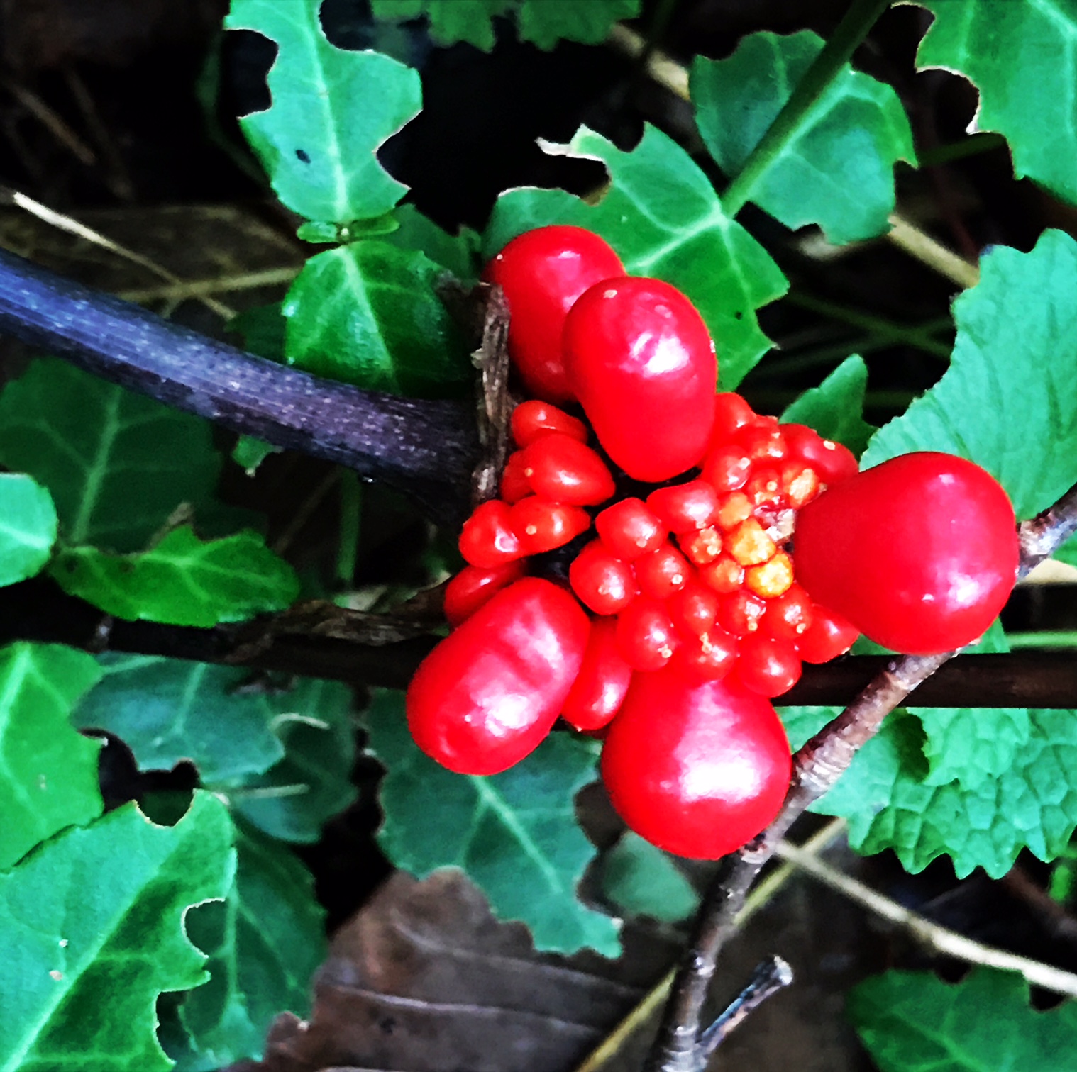 ginseng or jack in the pulpit.JPG