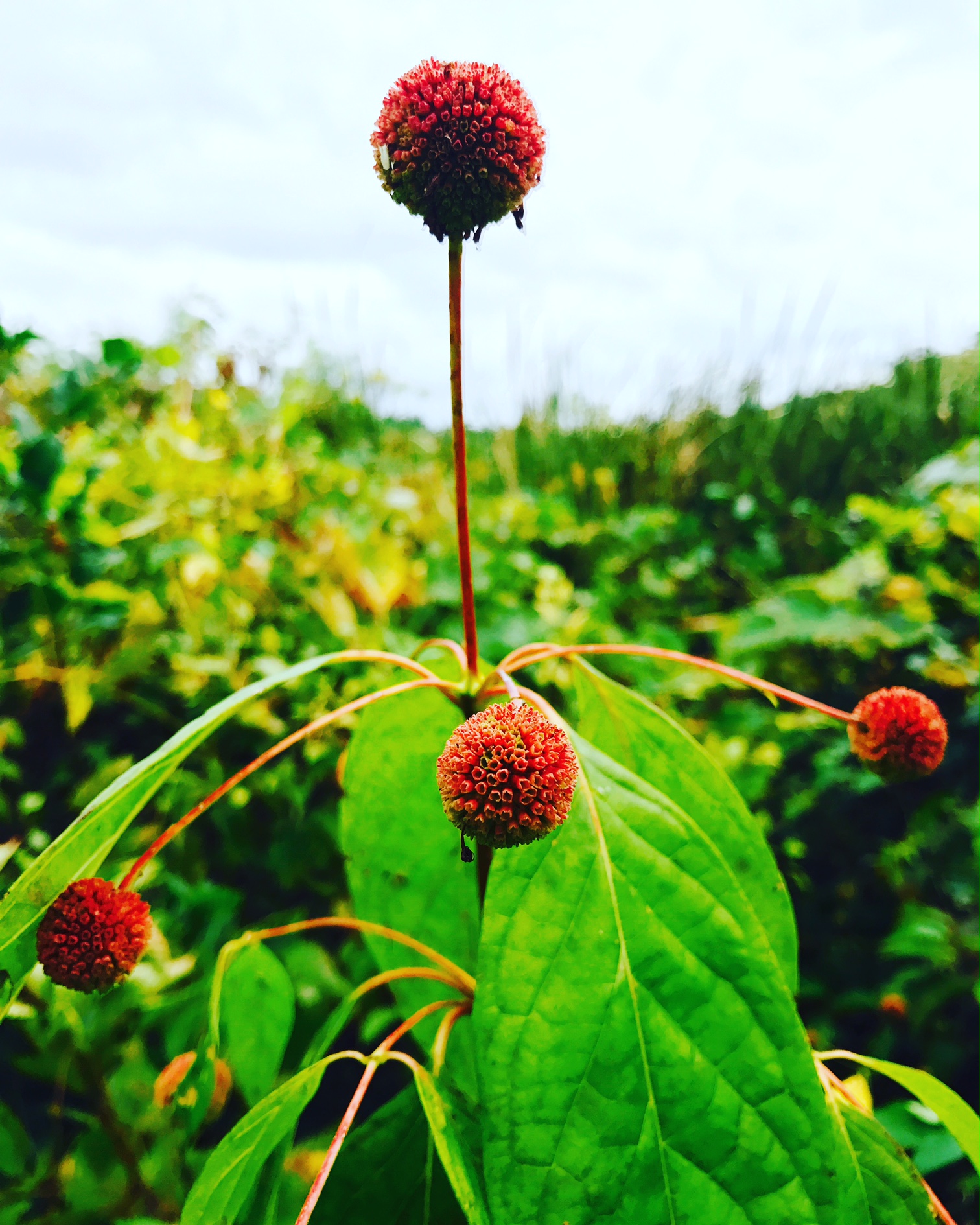 buttonbush.JPG