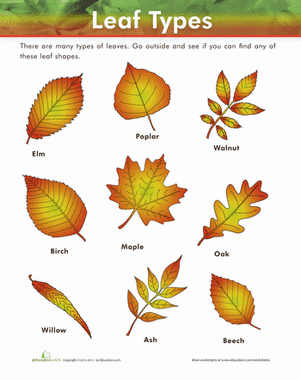leaf-types-life-science-third-1.gif