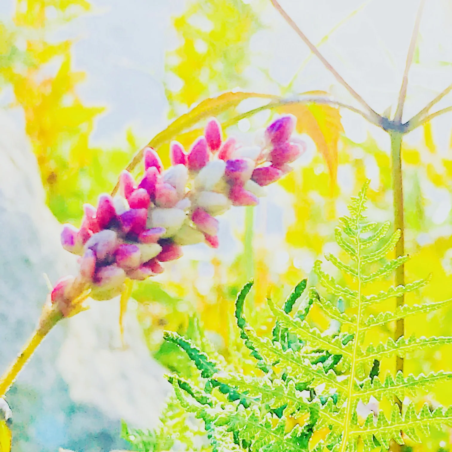 pretty.jpg