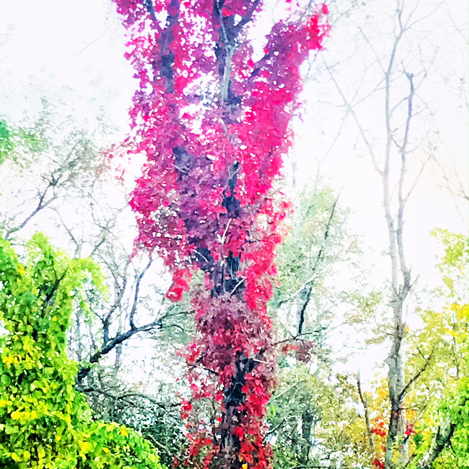 red foliage.JPG