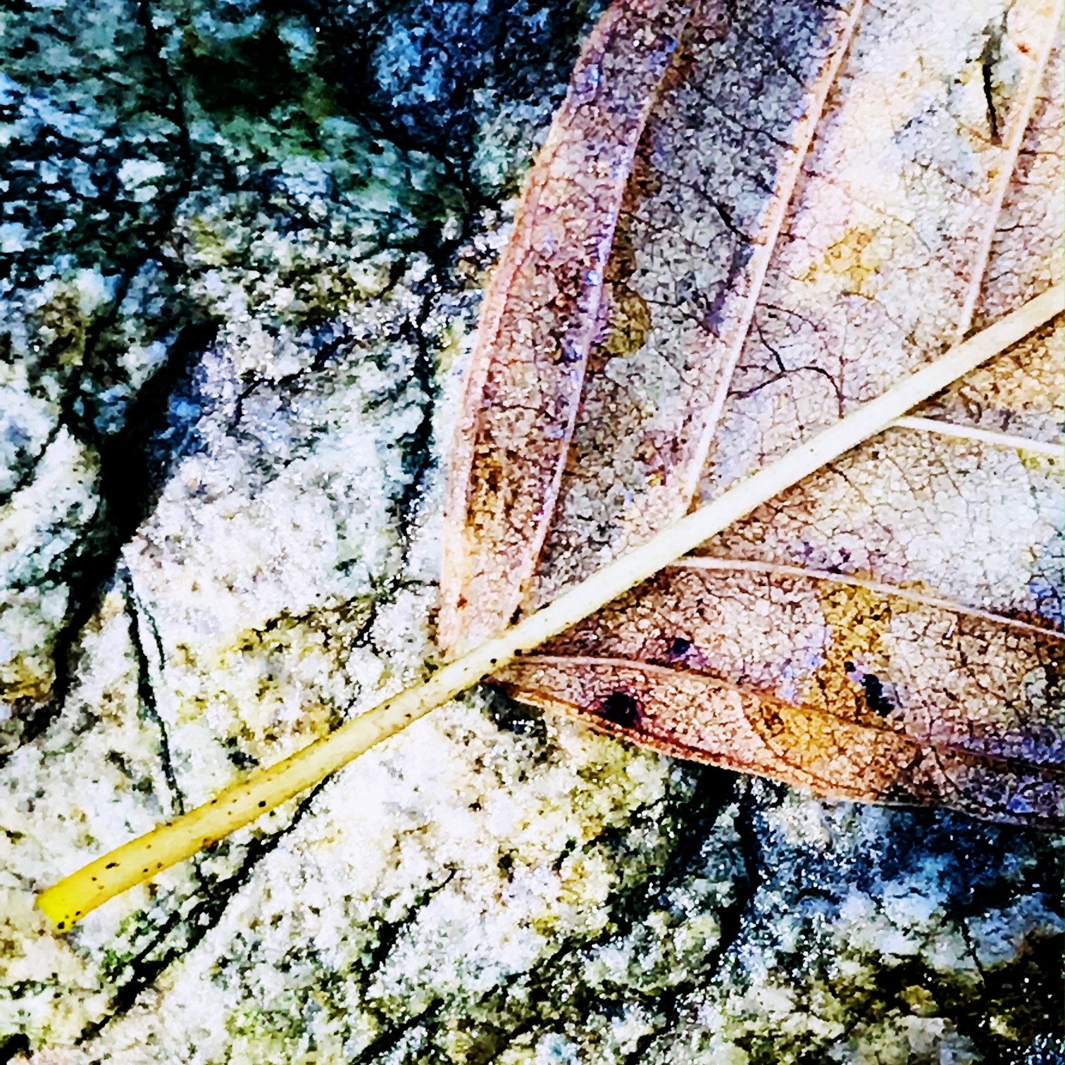 leaf rock.JPG