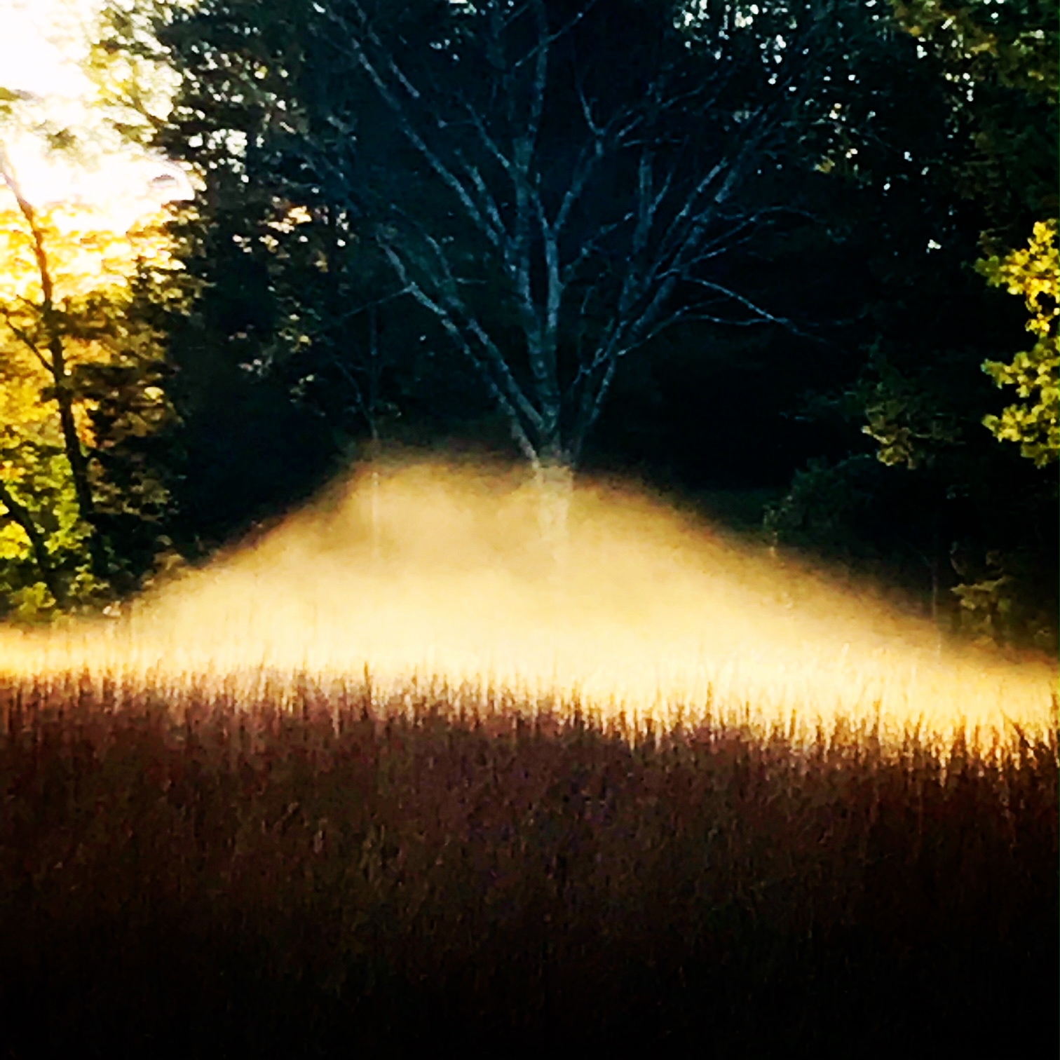 meadow mist.JPG
