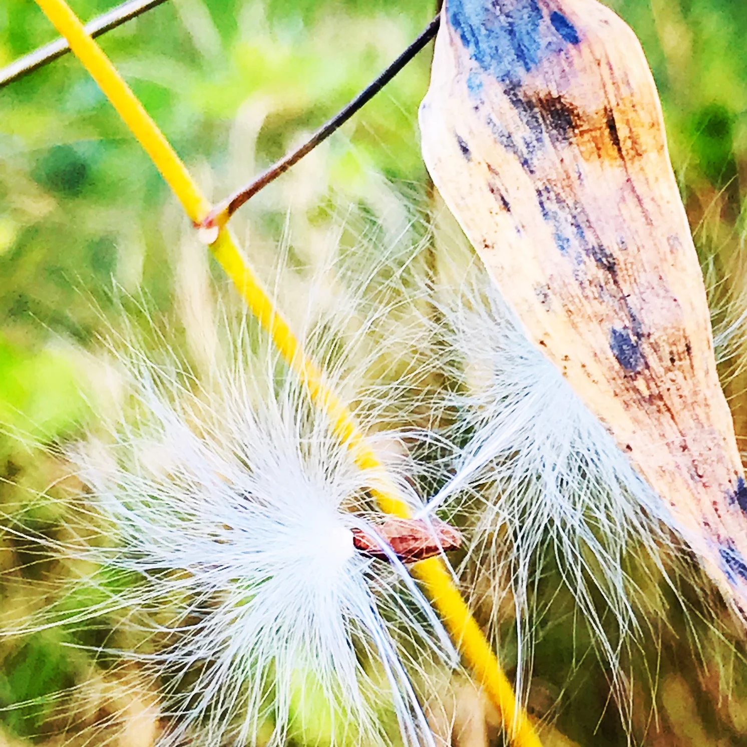 milkweed.JPG