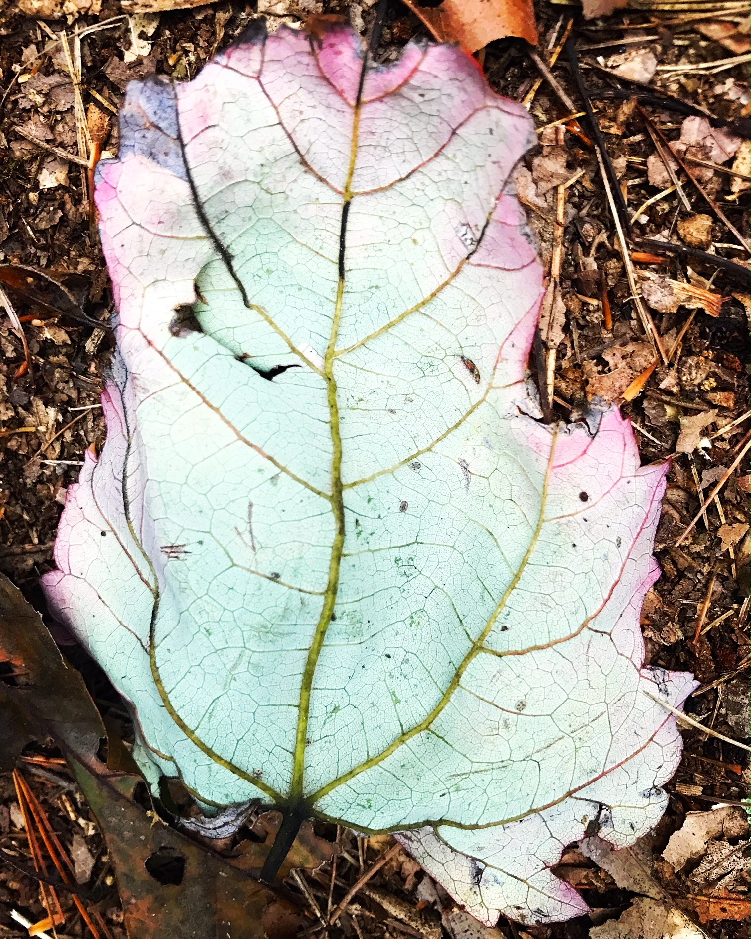 green leaf.JPG