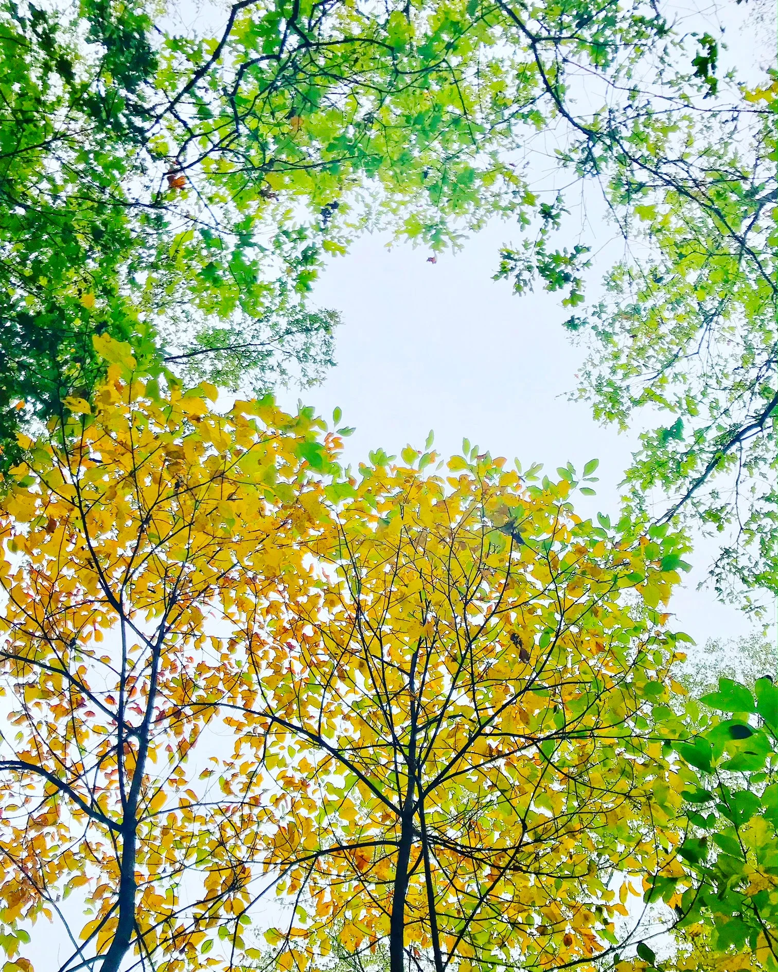 look for the opening.JPG