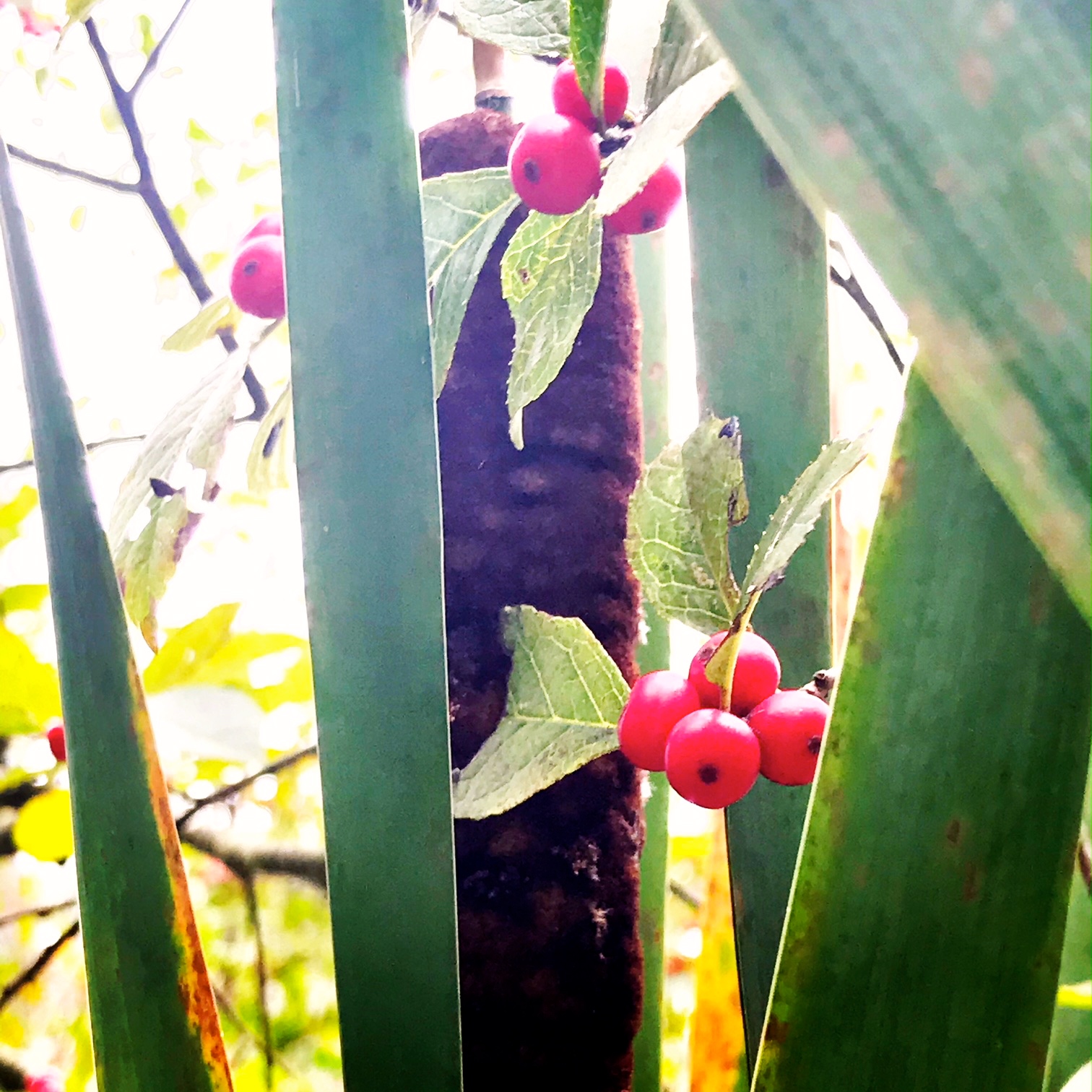 cattails berries.JPG