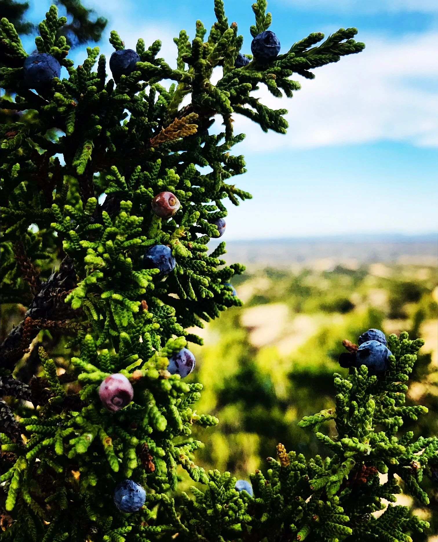 juniper.JPG