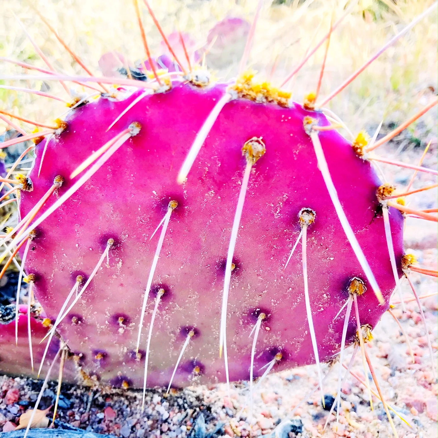 pink cactus.JPG