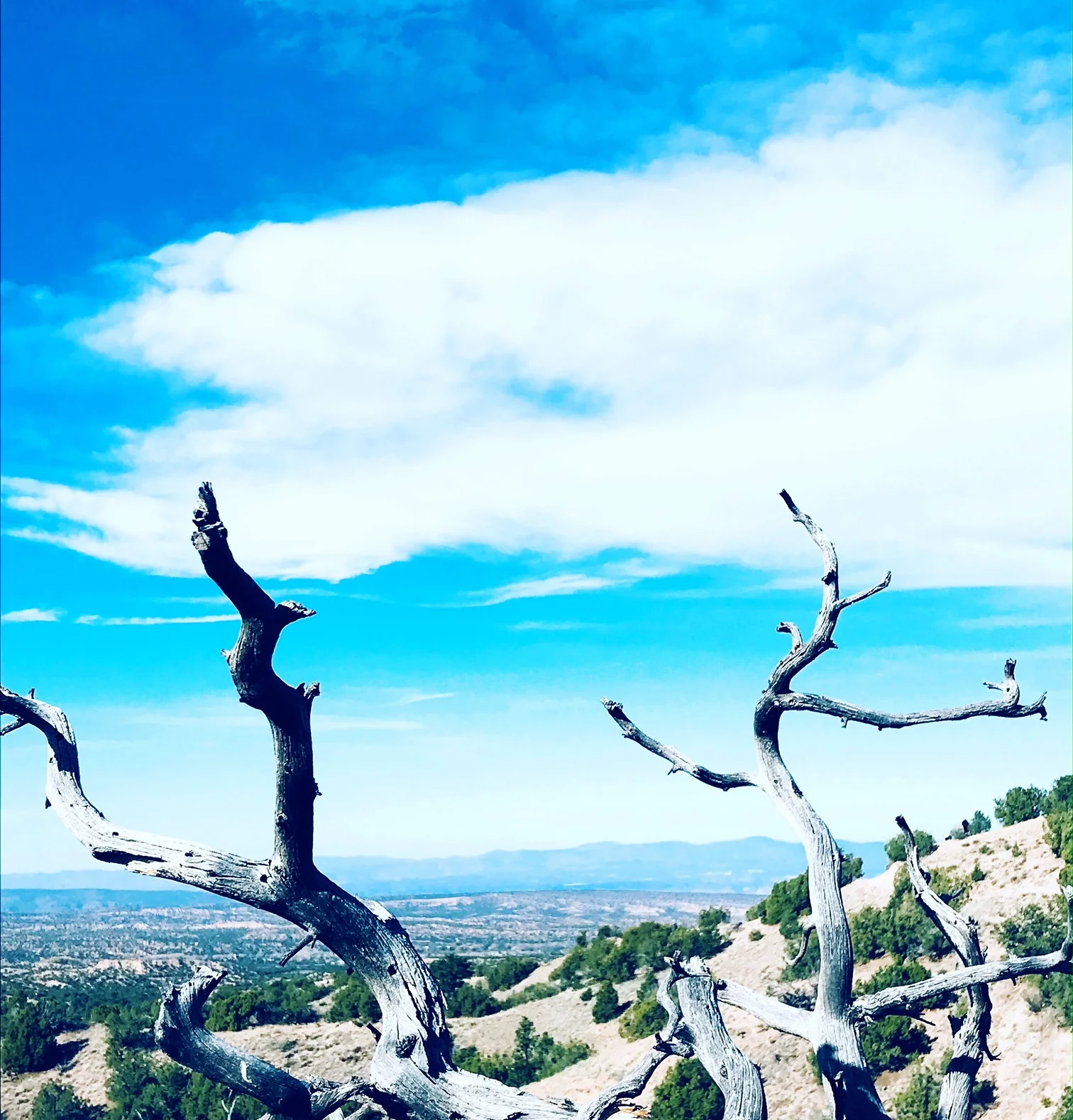 sticks and blue.JPG