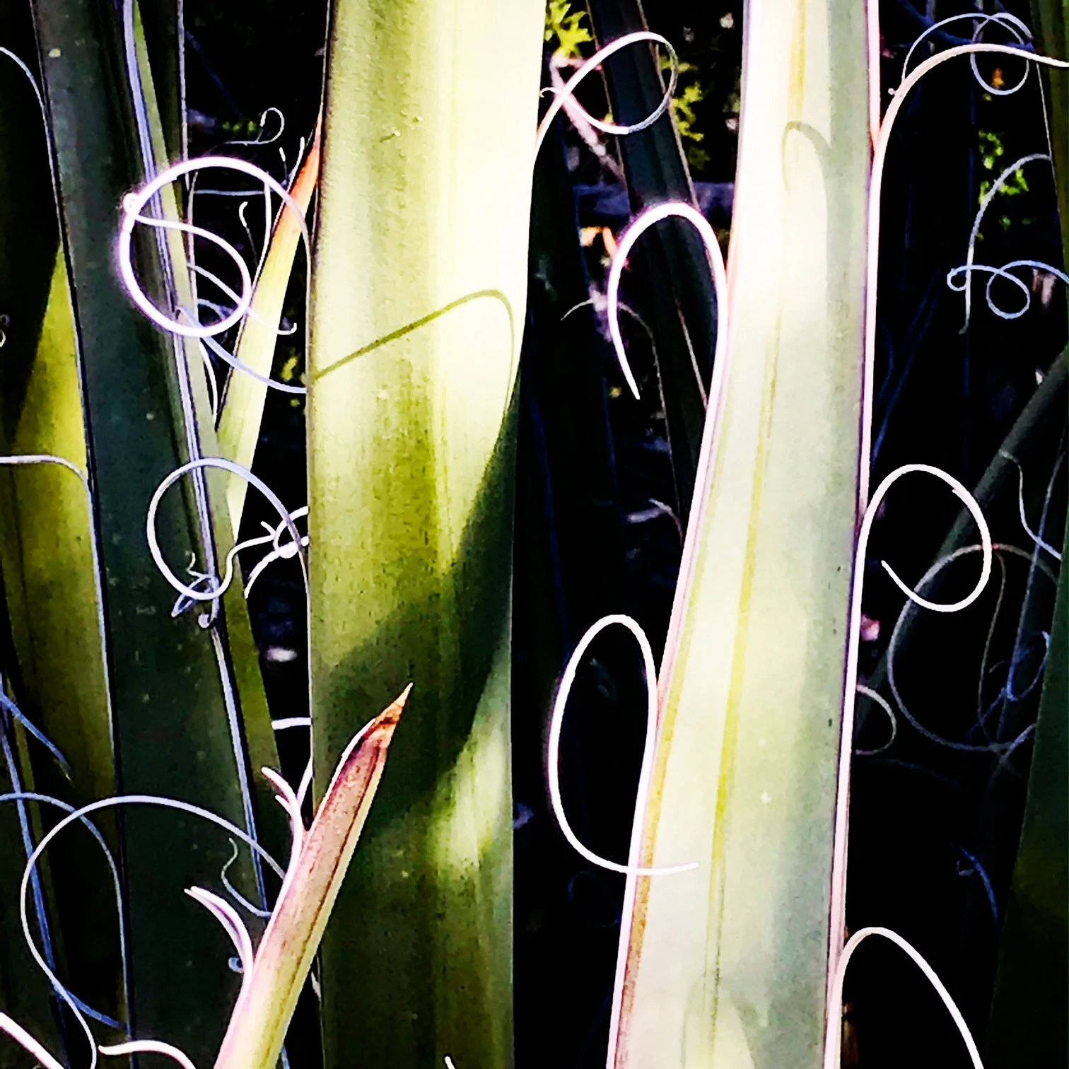 aloe.JPG