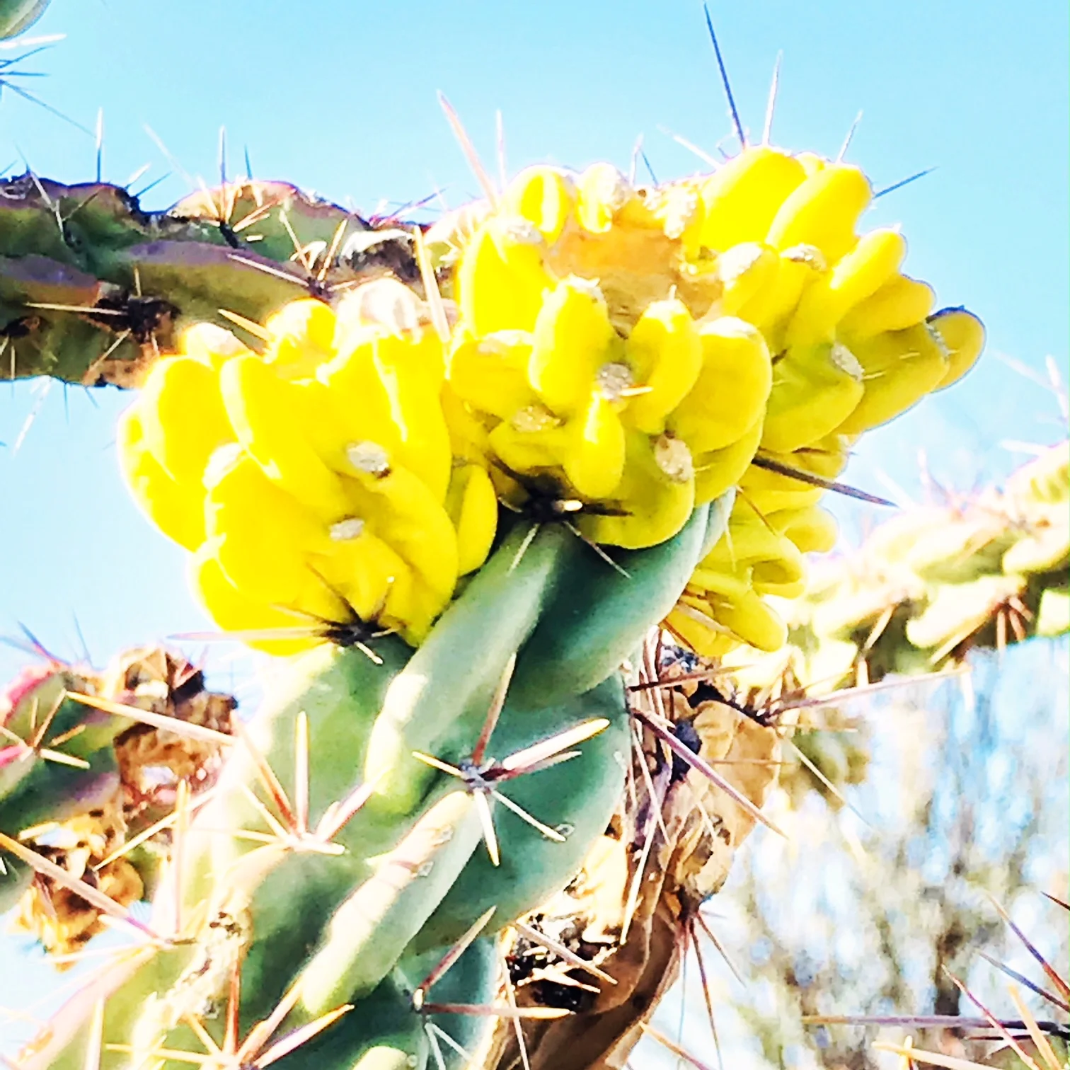 cactus.JPG