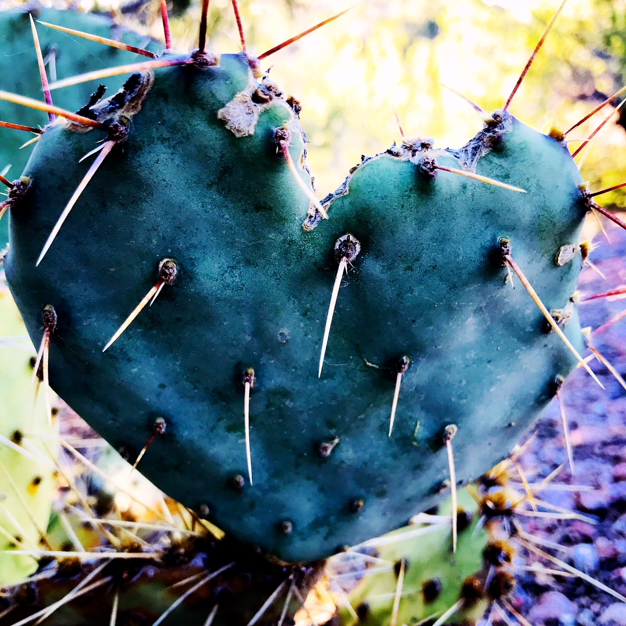 cactus heart.JPG