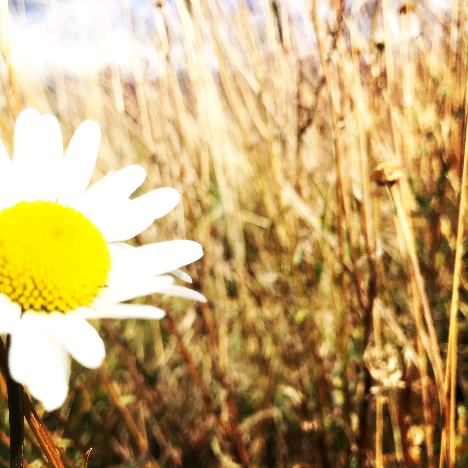 Daisy, Truchas