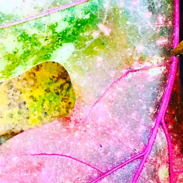 Maple Leaf, November Woods