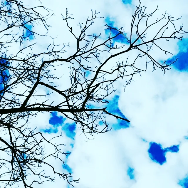 Sticks and Sky, November on the Charles River