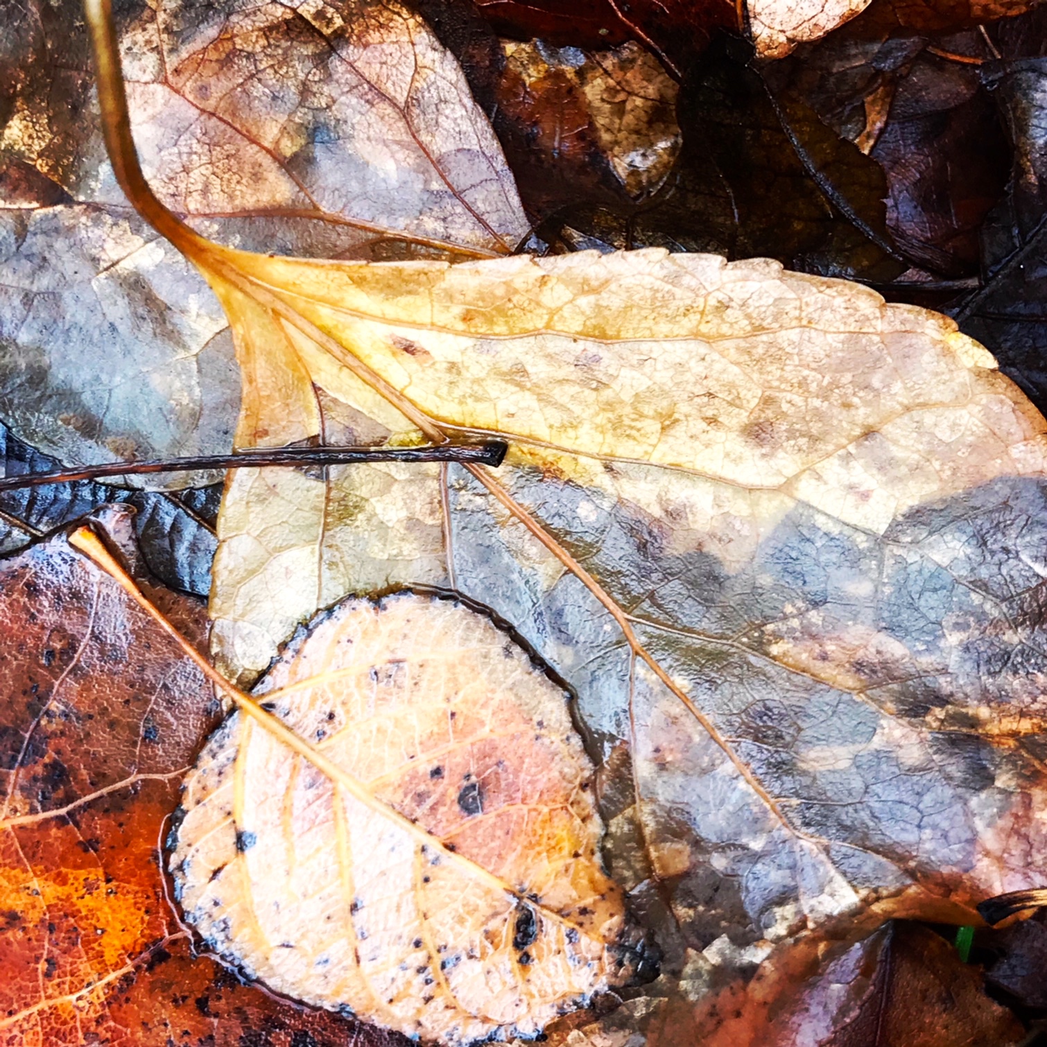 wet leaves.JPG