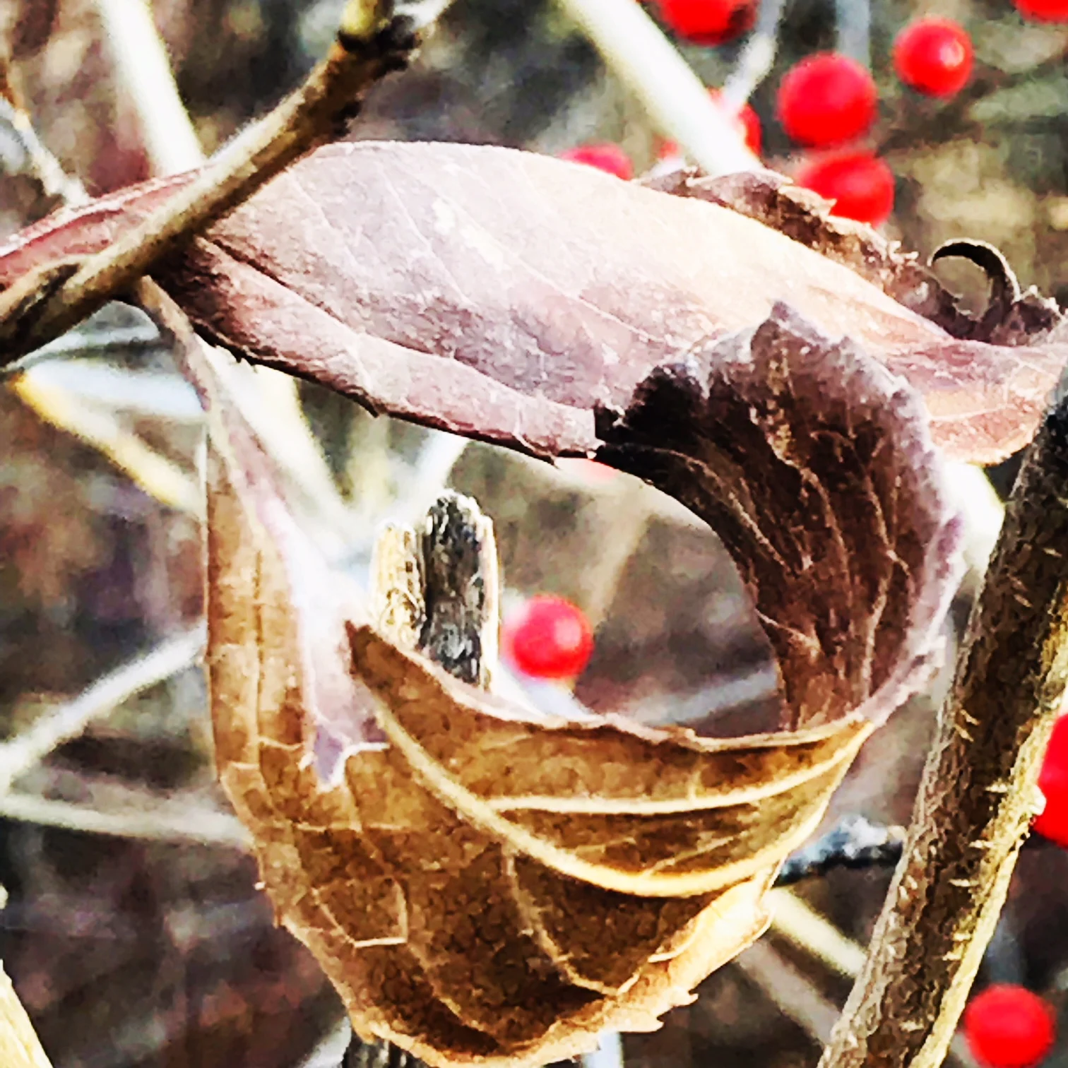 leafberry.JPG