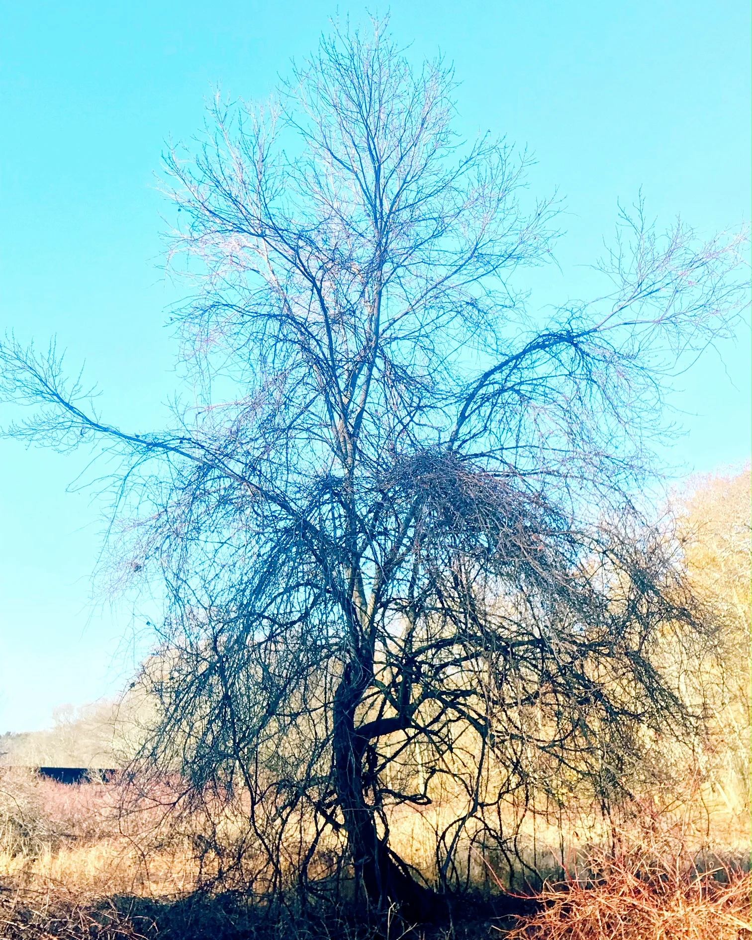 tree.JPG