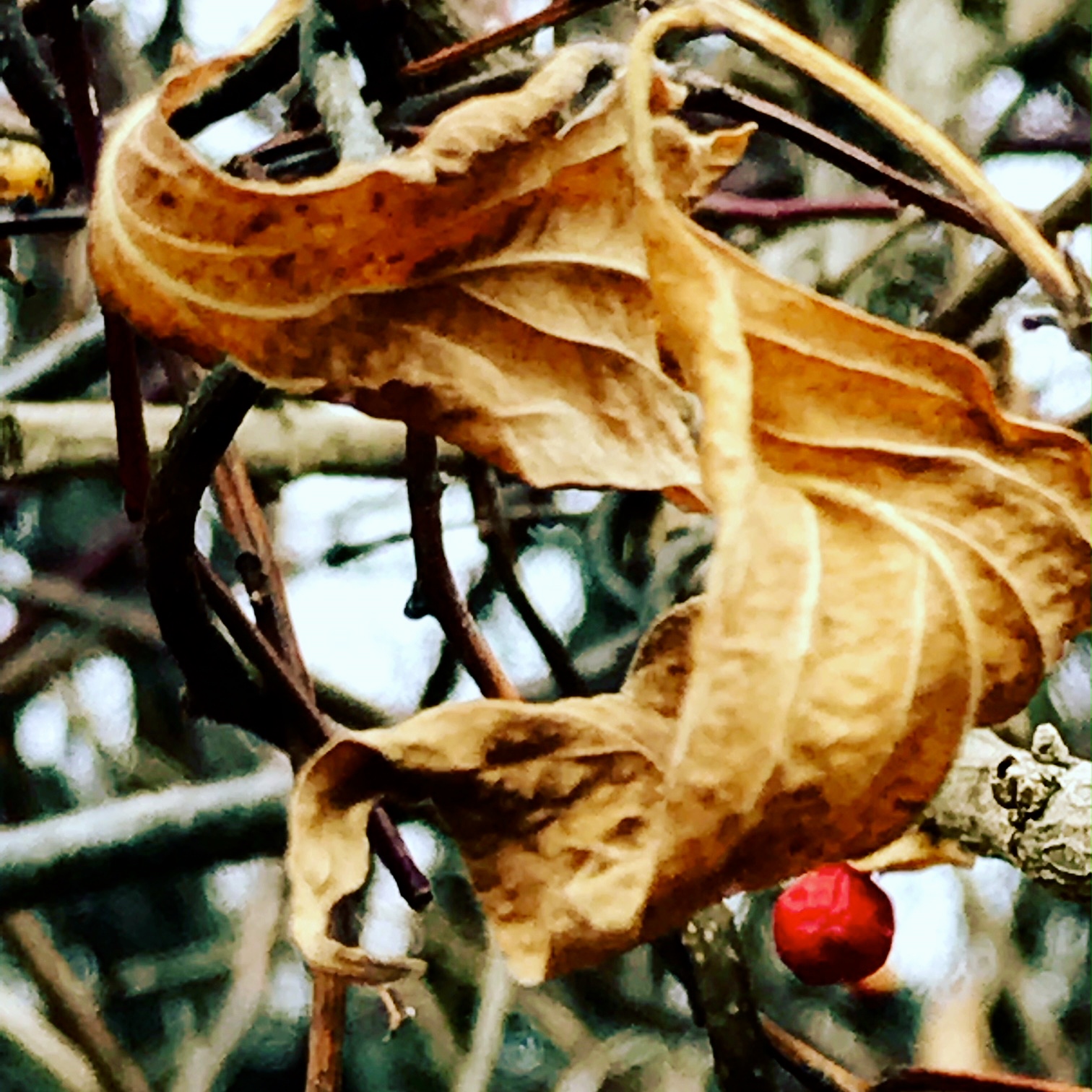 leaves and berry.JPG