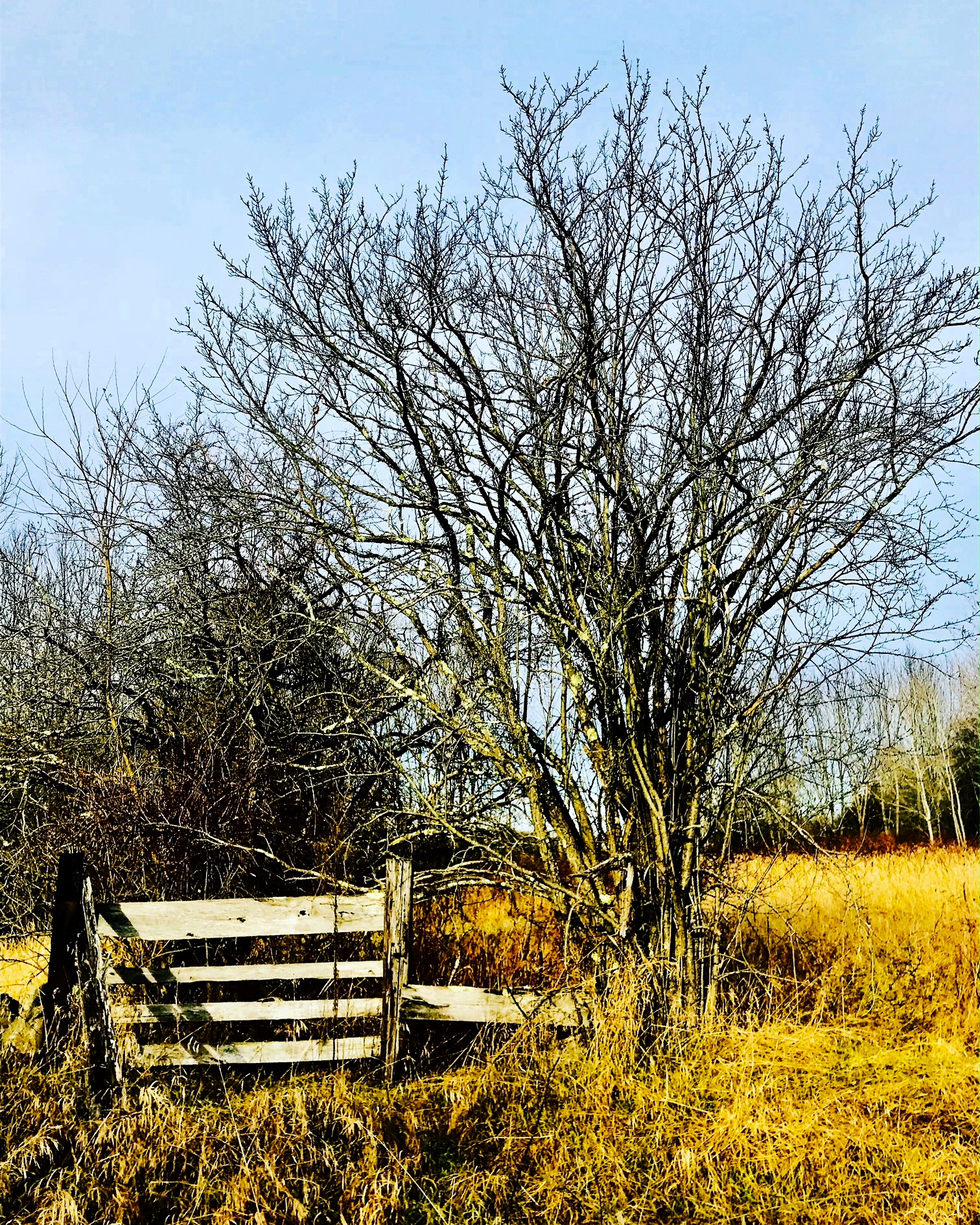 meadow fence tree.JPG