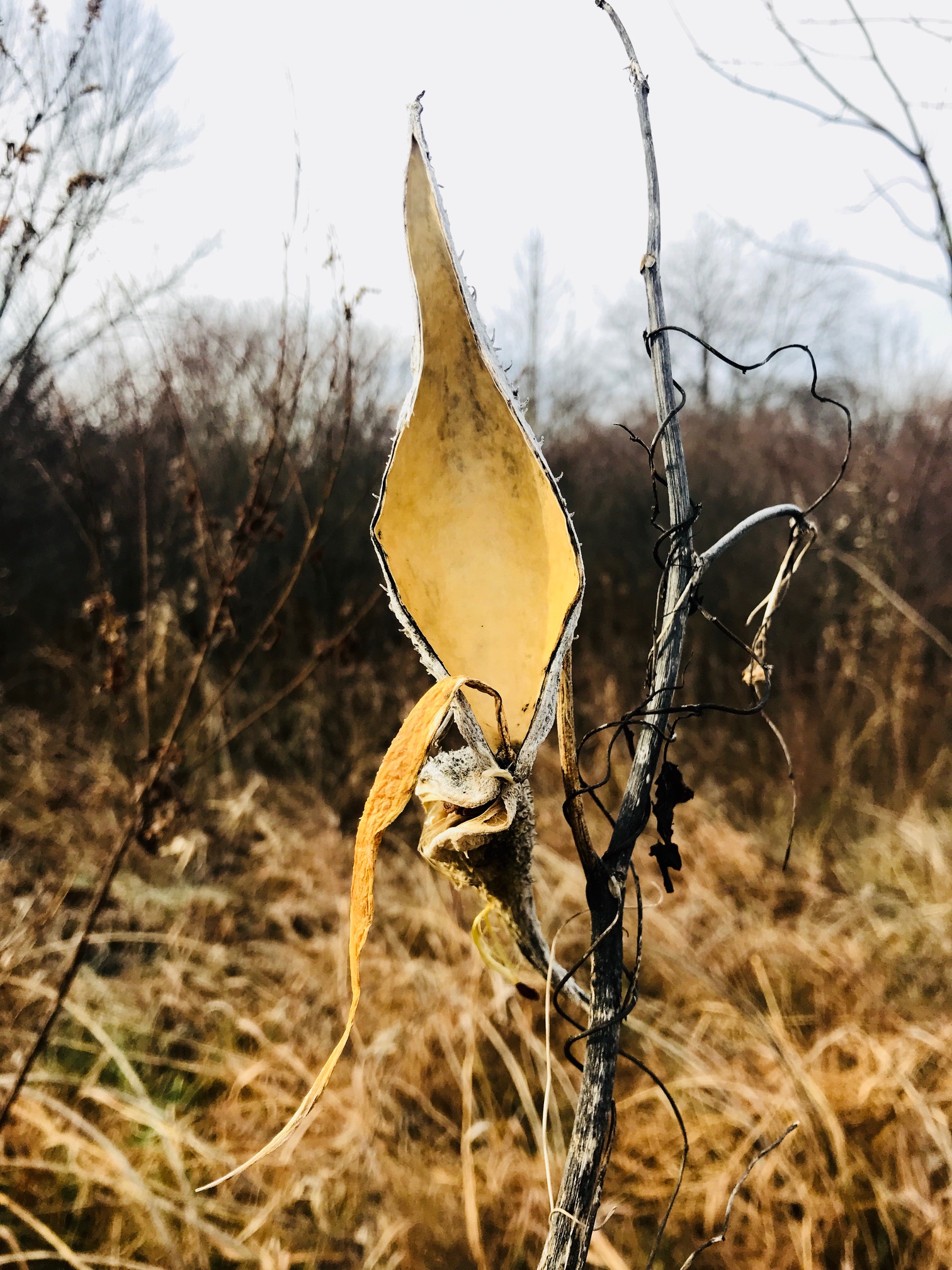 milkweed tongue.jpg