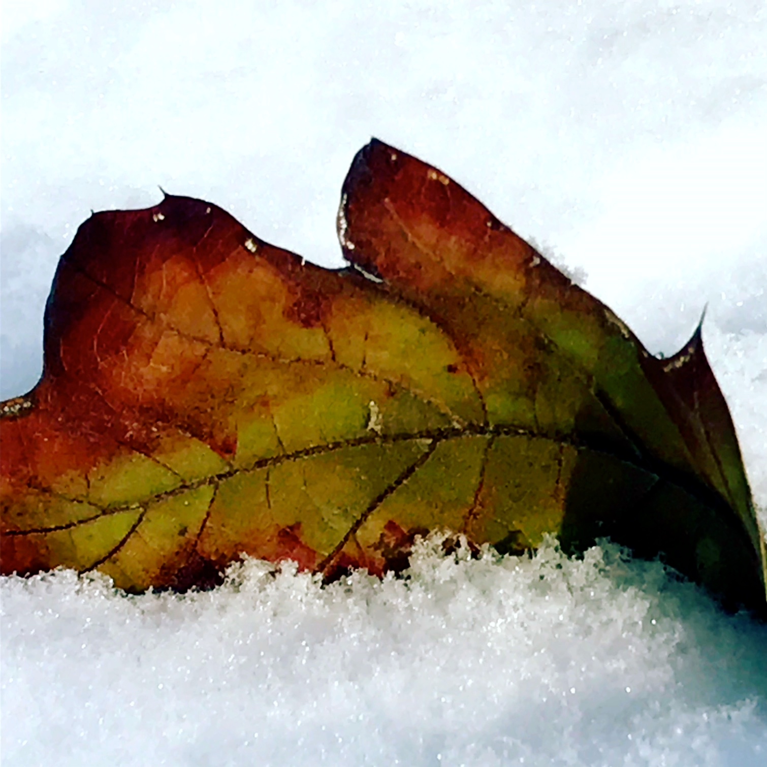 leaf in snow.JPG