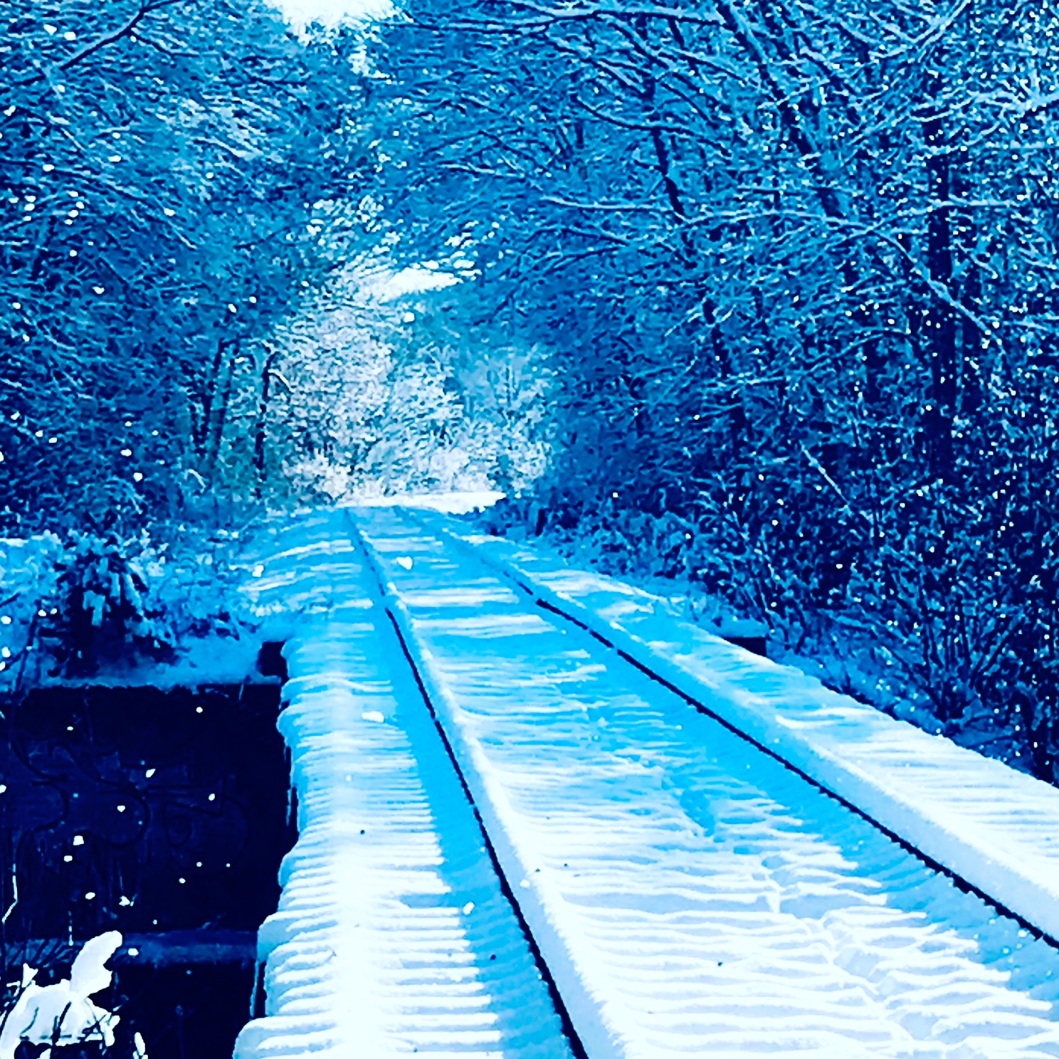 tracks in snow.JPG