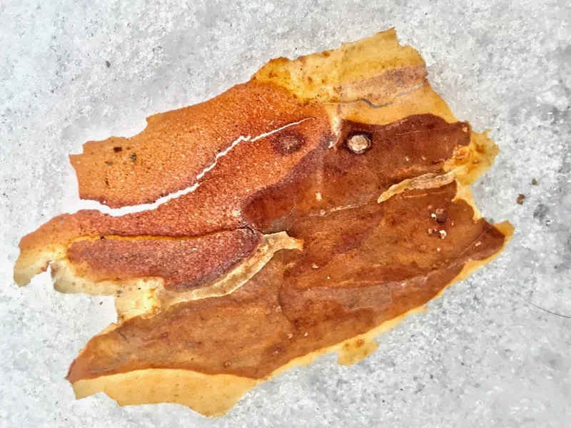 Tree Bark on Snow