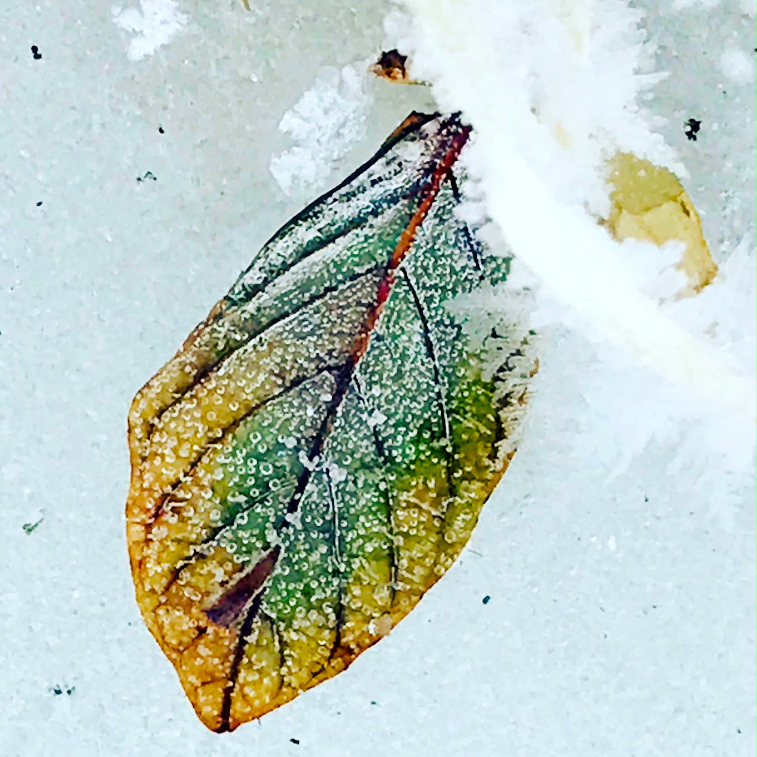 green leaf on snow.JPG