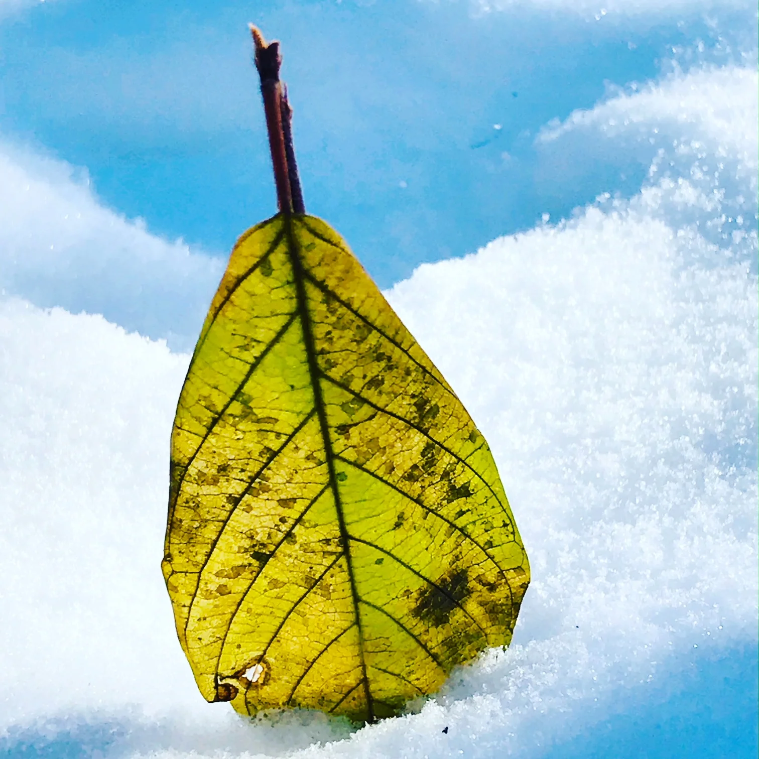 leaf 3.JPG