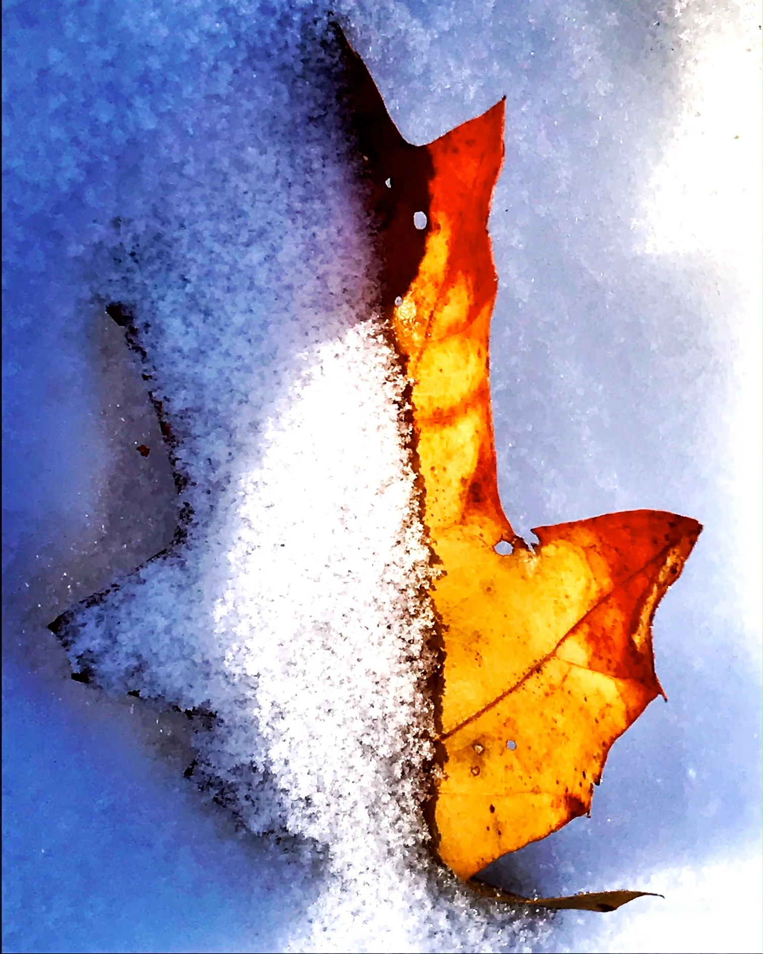 leaf 2.JPG