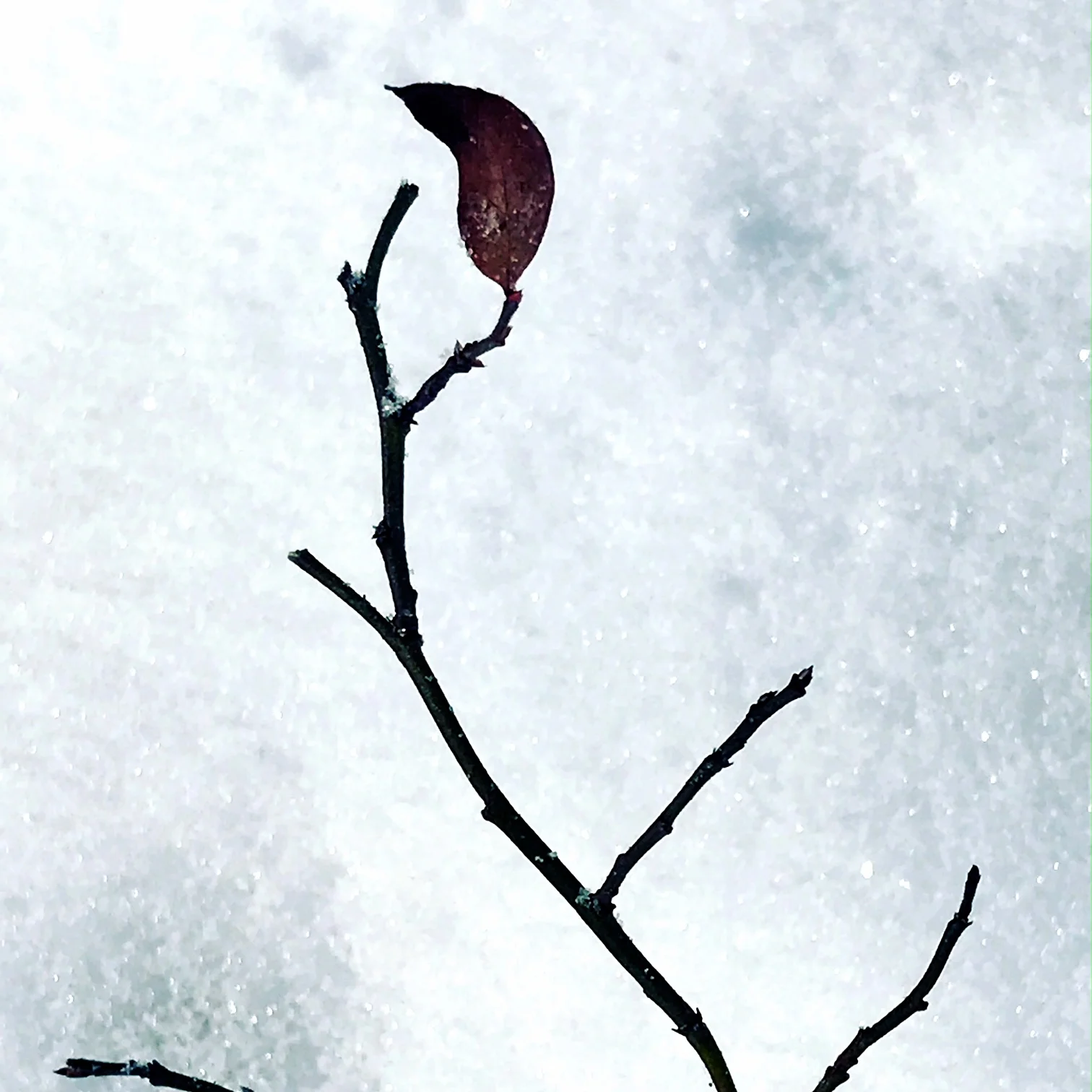 leaf 4.JPG
