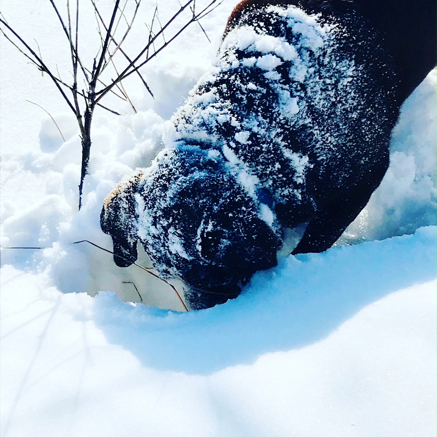 charlie digging.JPG