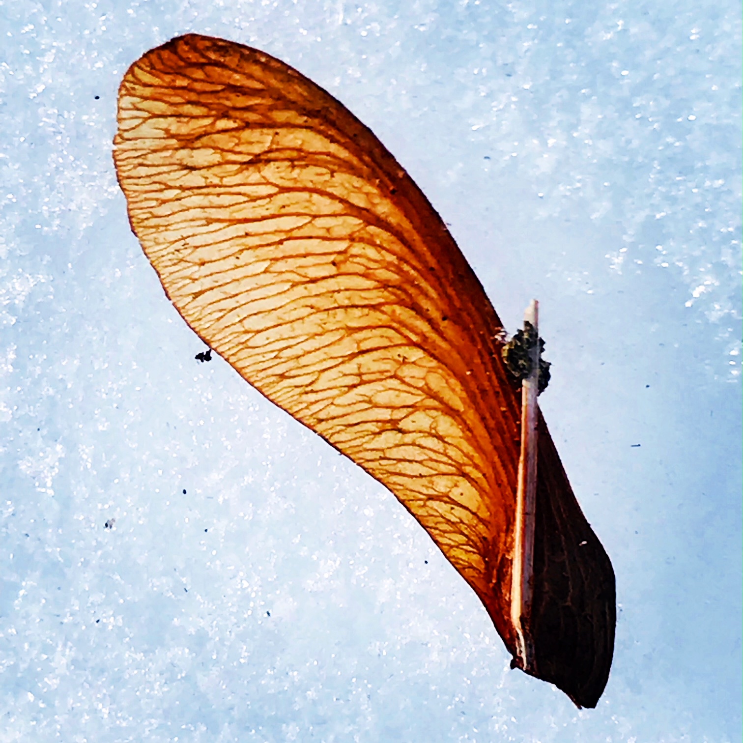 maple wing on snow.JPG
