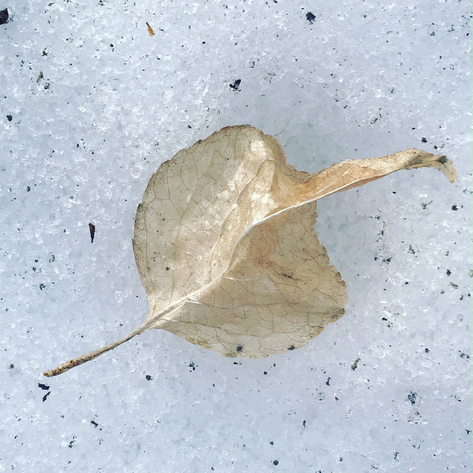 leaf shell.JPG