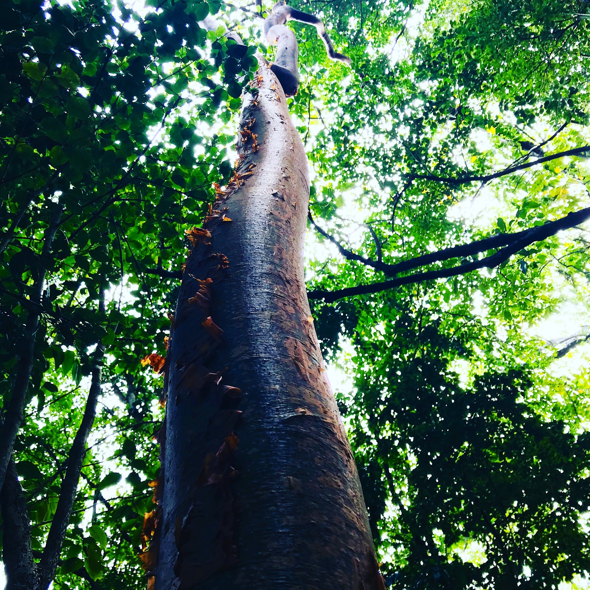 gumbo limbo tree martinique.JPG