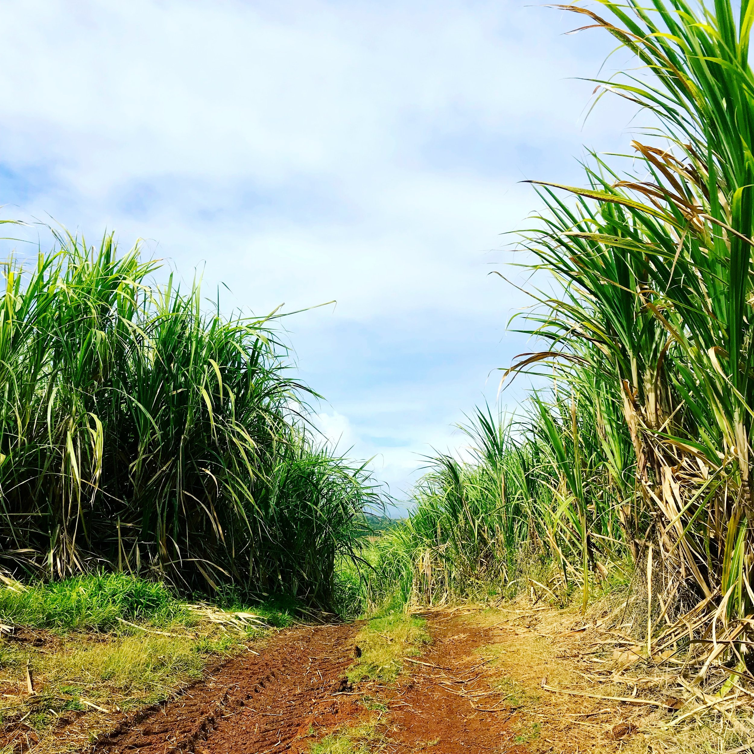 sugar cane path le robert.JPG