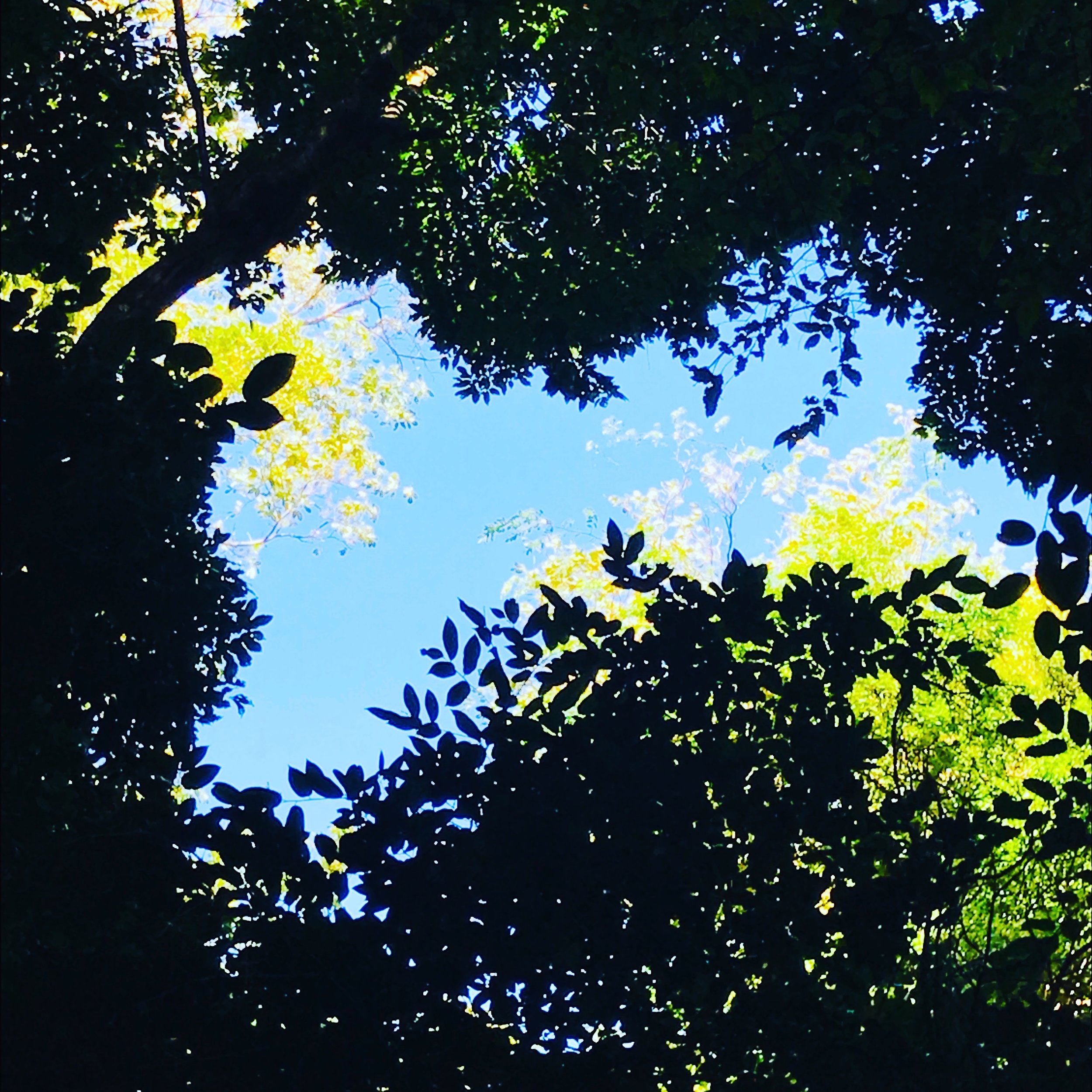 tree canopy.JPG
