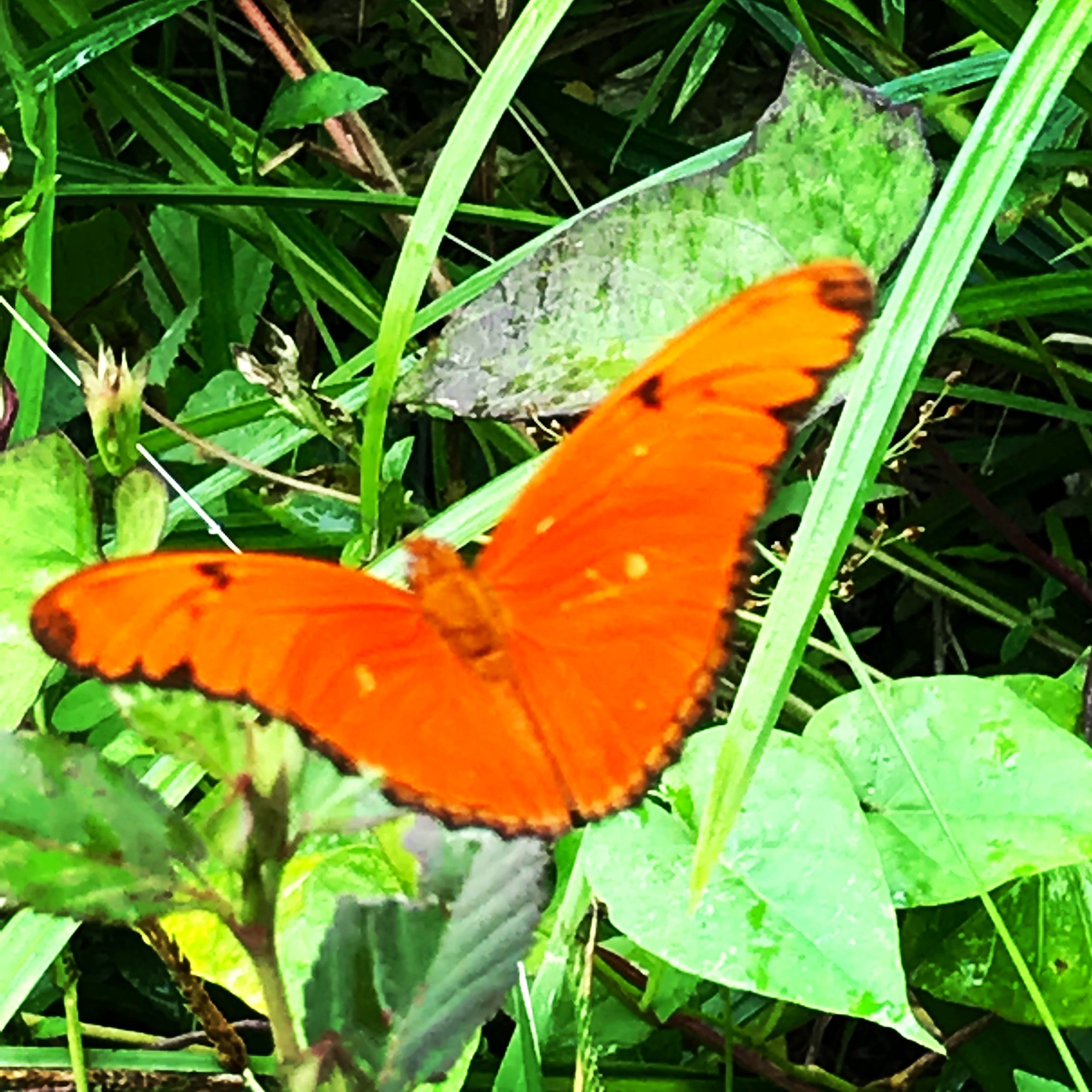 orange butterfly martinique.JPG