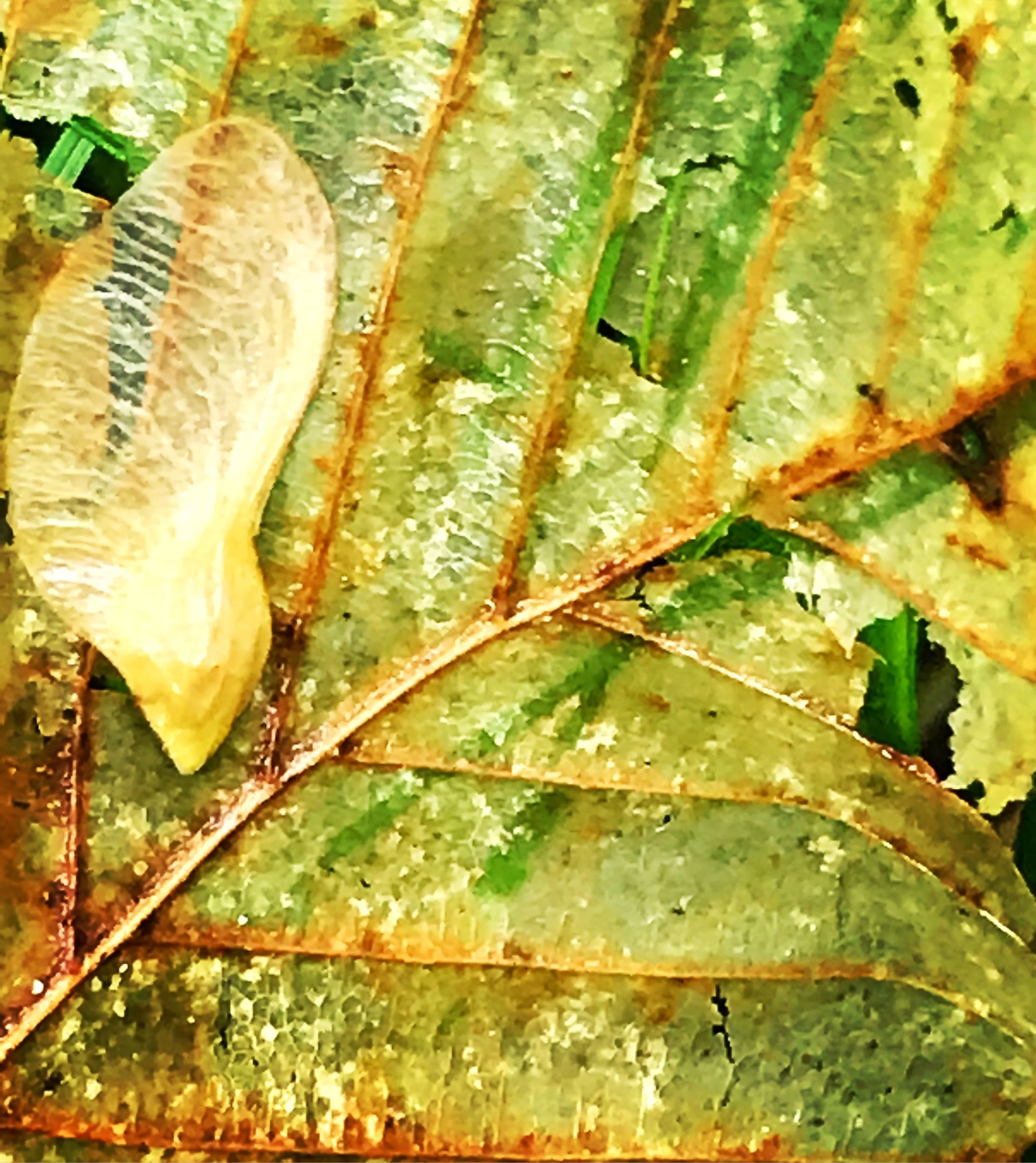 Beech Leaf, Maple Wing